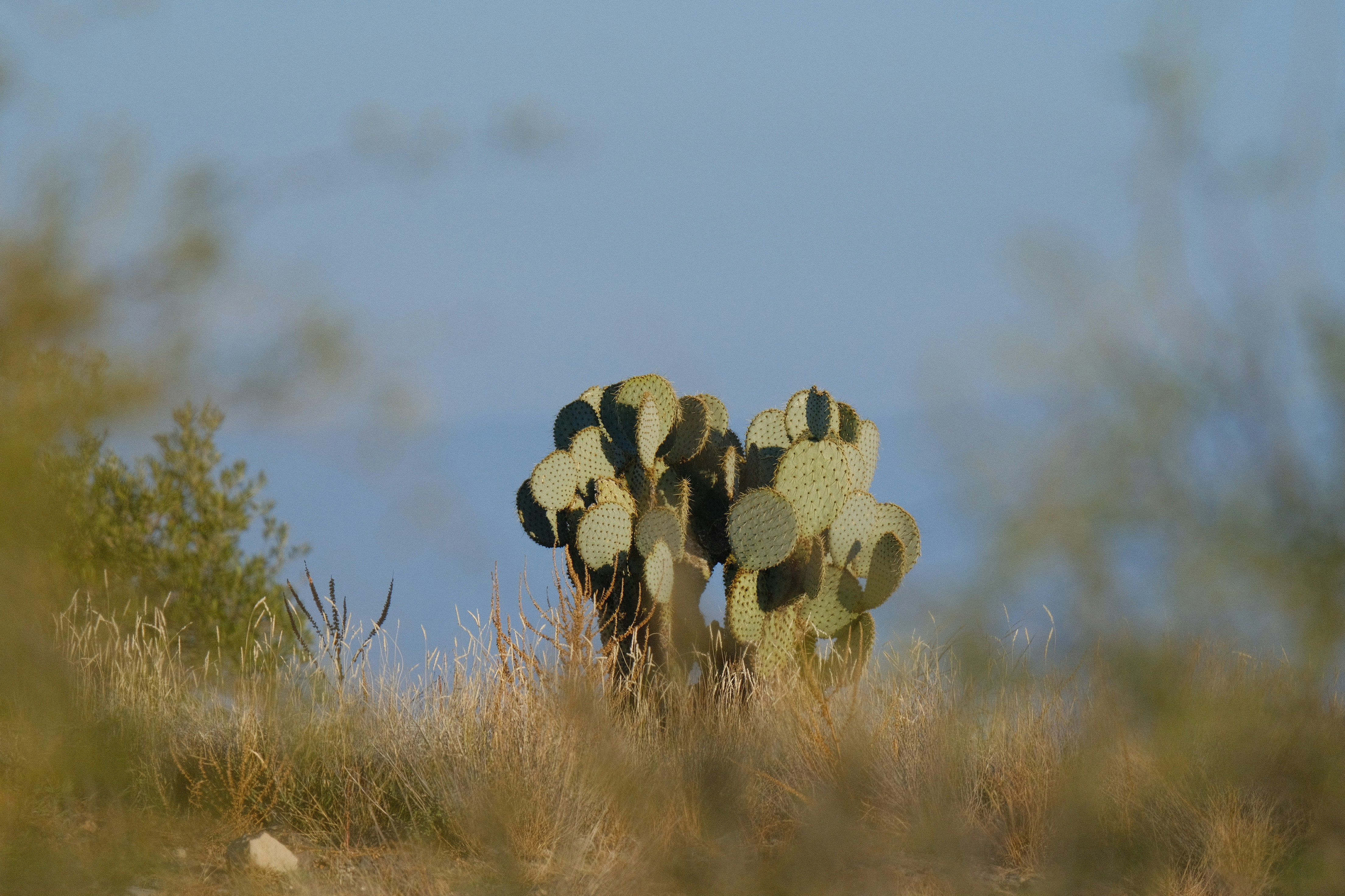 Prickly pear cactus in a dry, grassy landscape.