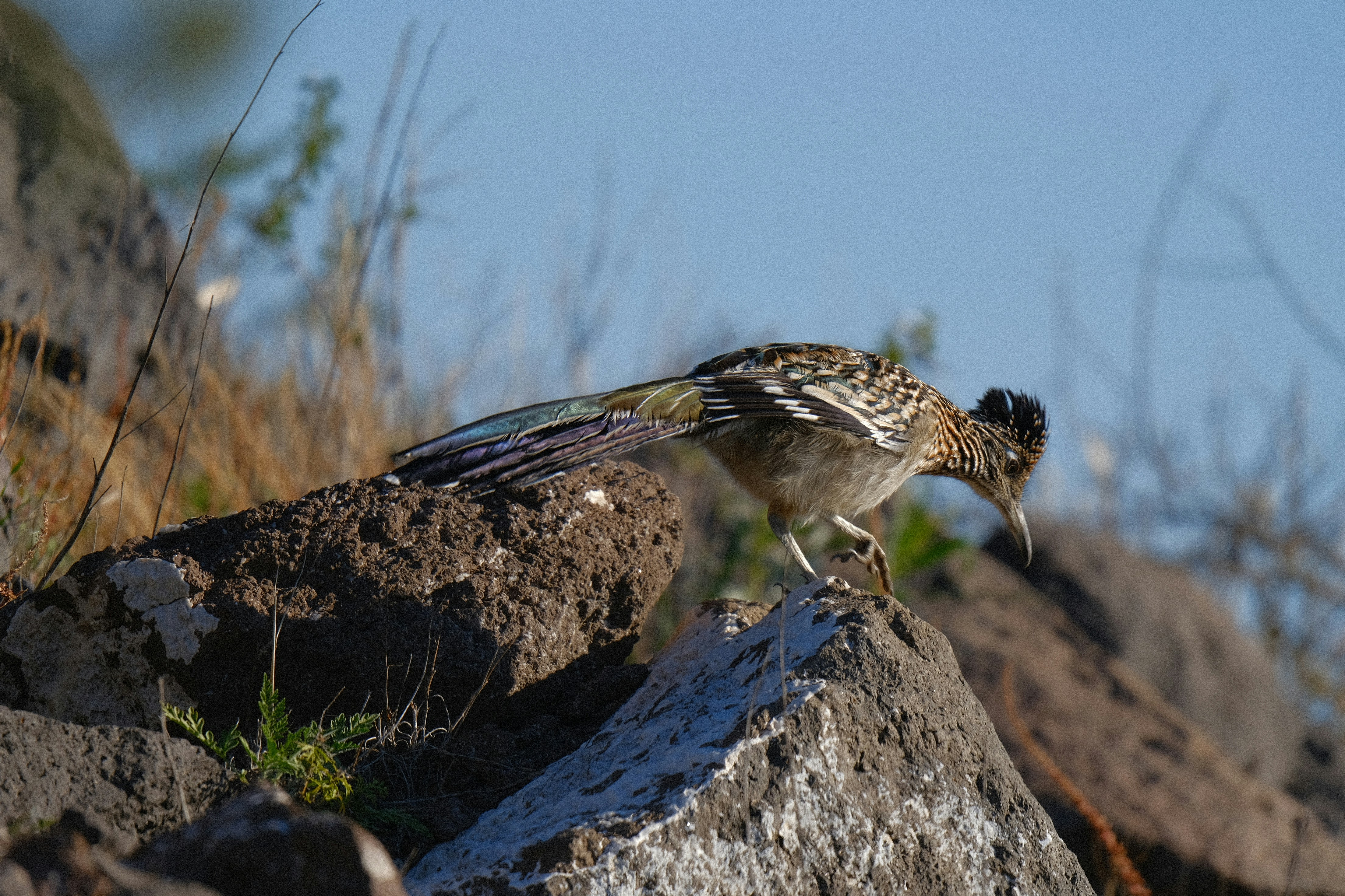 A roadrunner bird perched on rocks with blue sky.