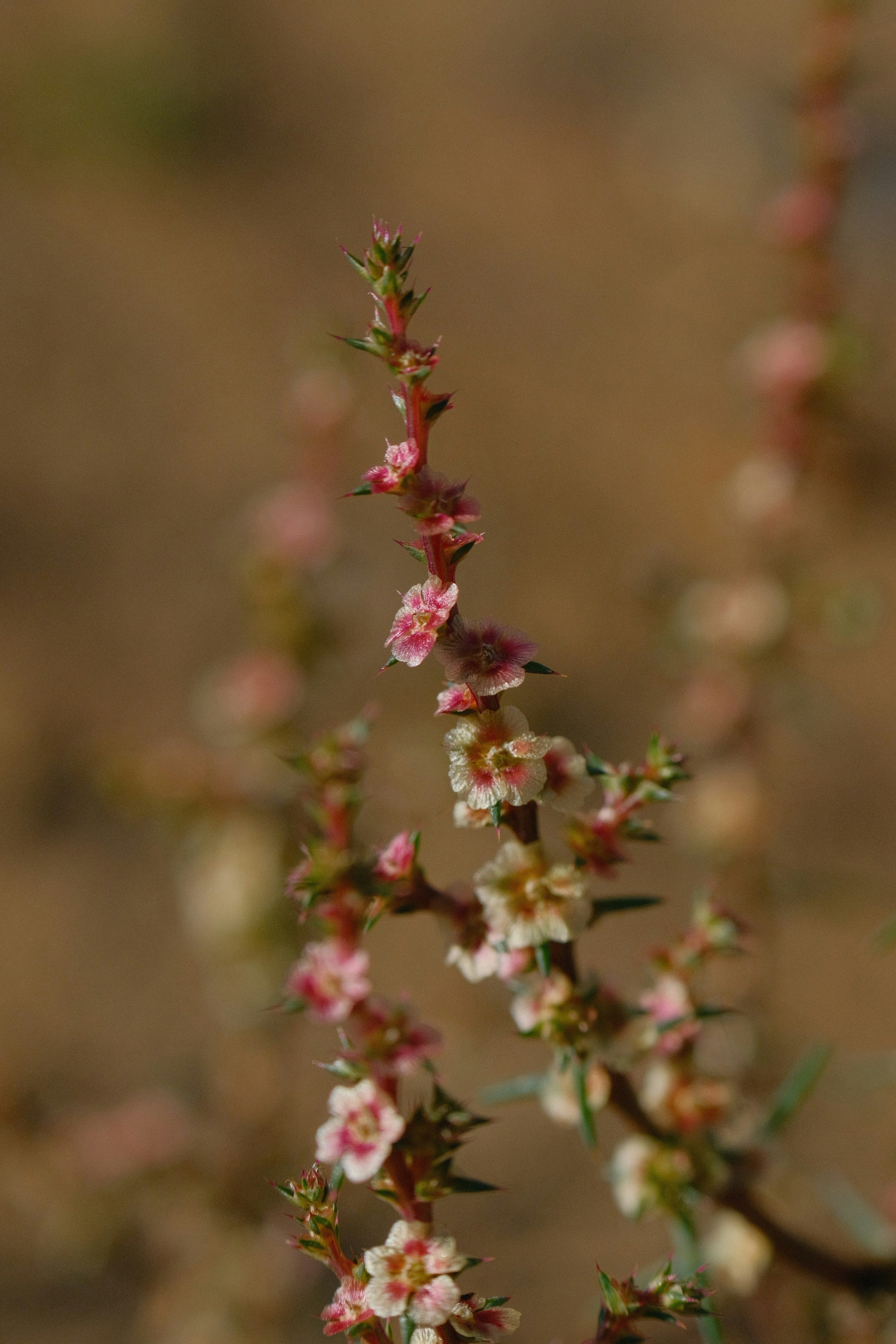 Delicate pink and white wildflowers bloom on a thin stem.