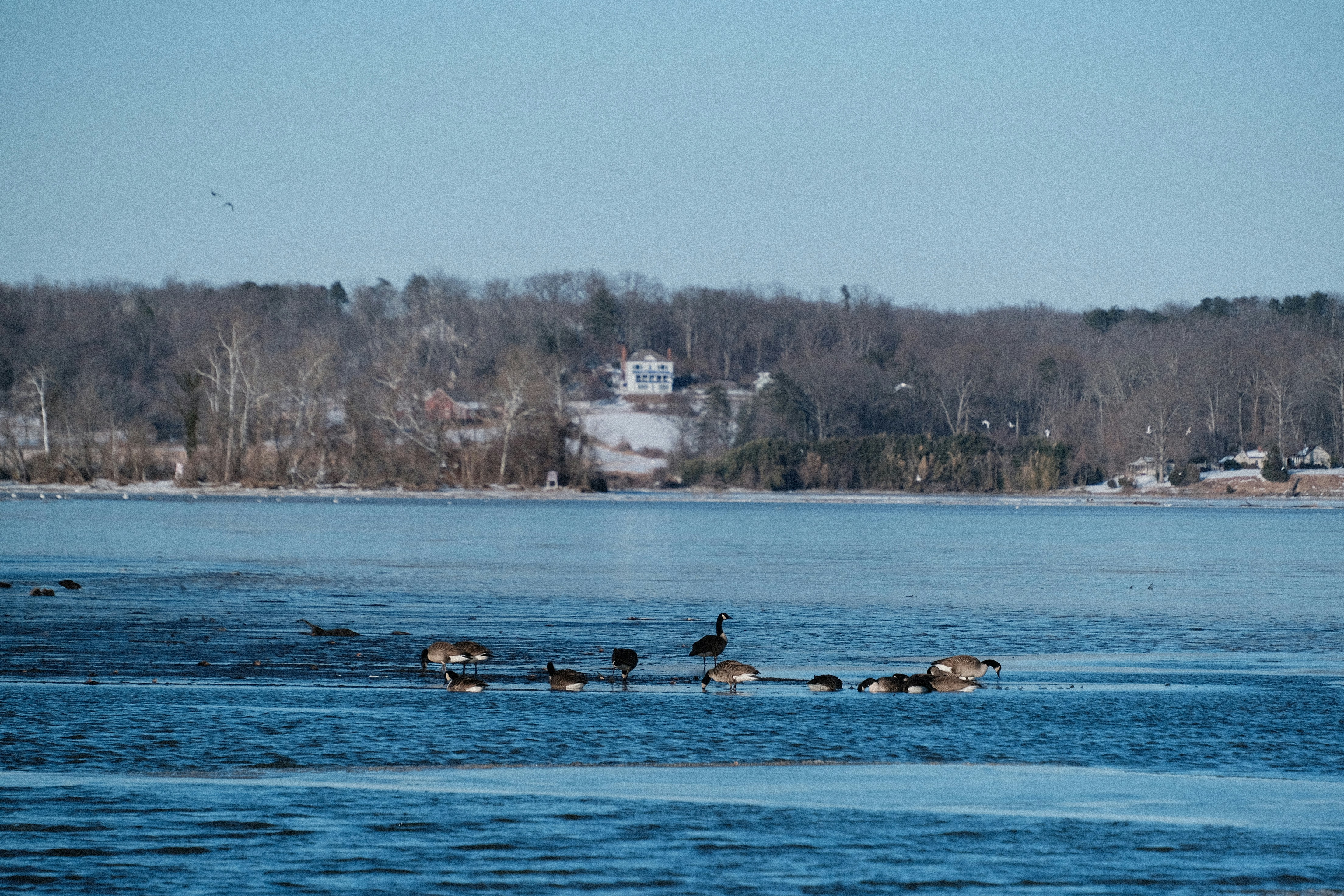 Geese swimming on a partially frozen body of water.