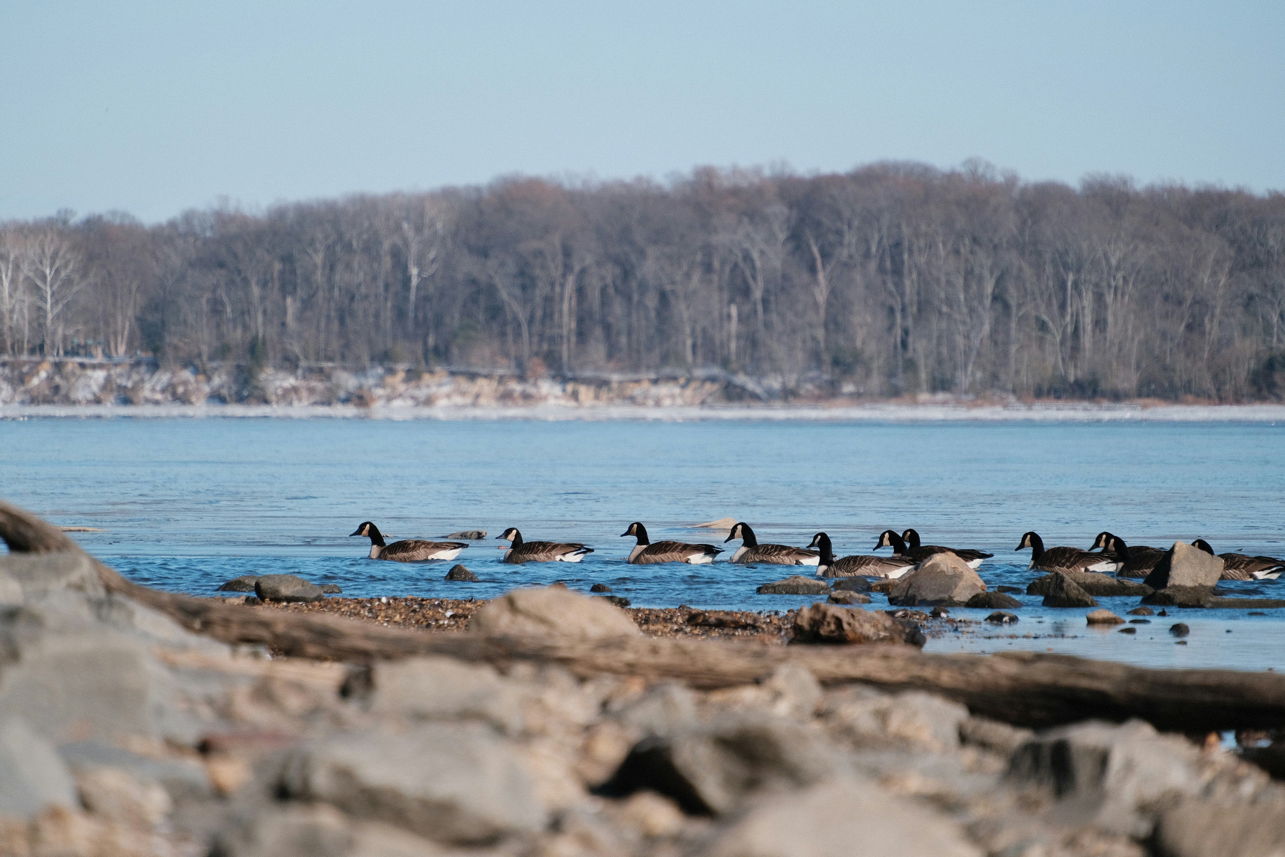 Geese swimming in a body of water near trees.