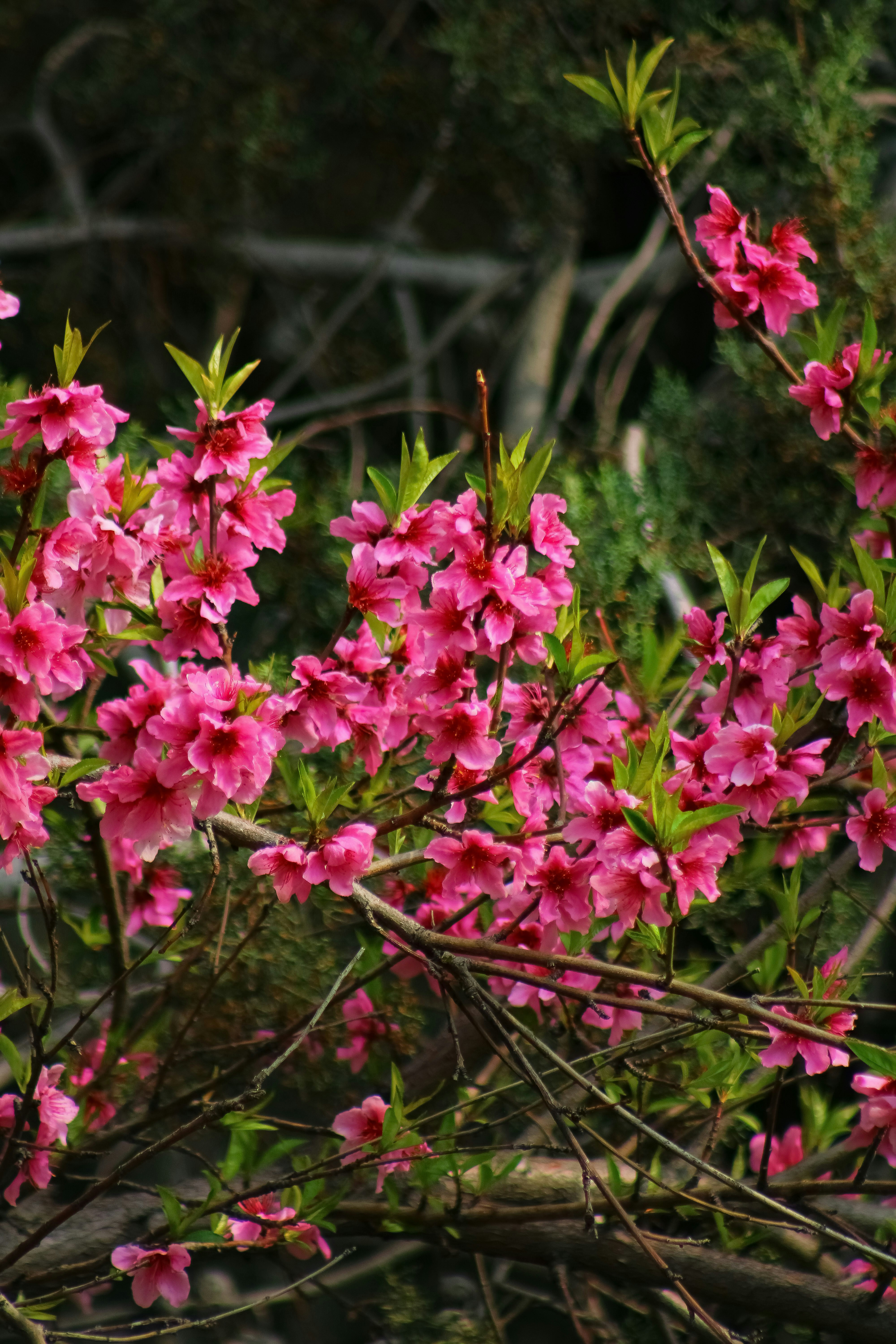 Pink blossoms on a tree branch with green leaves.