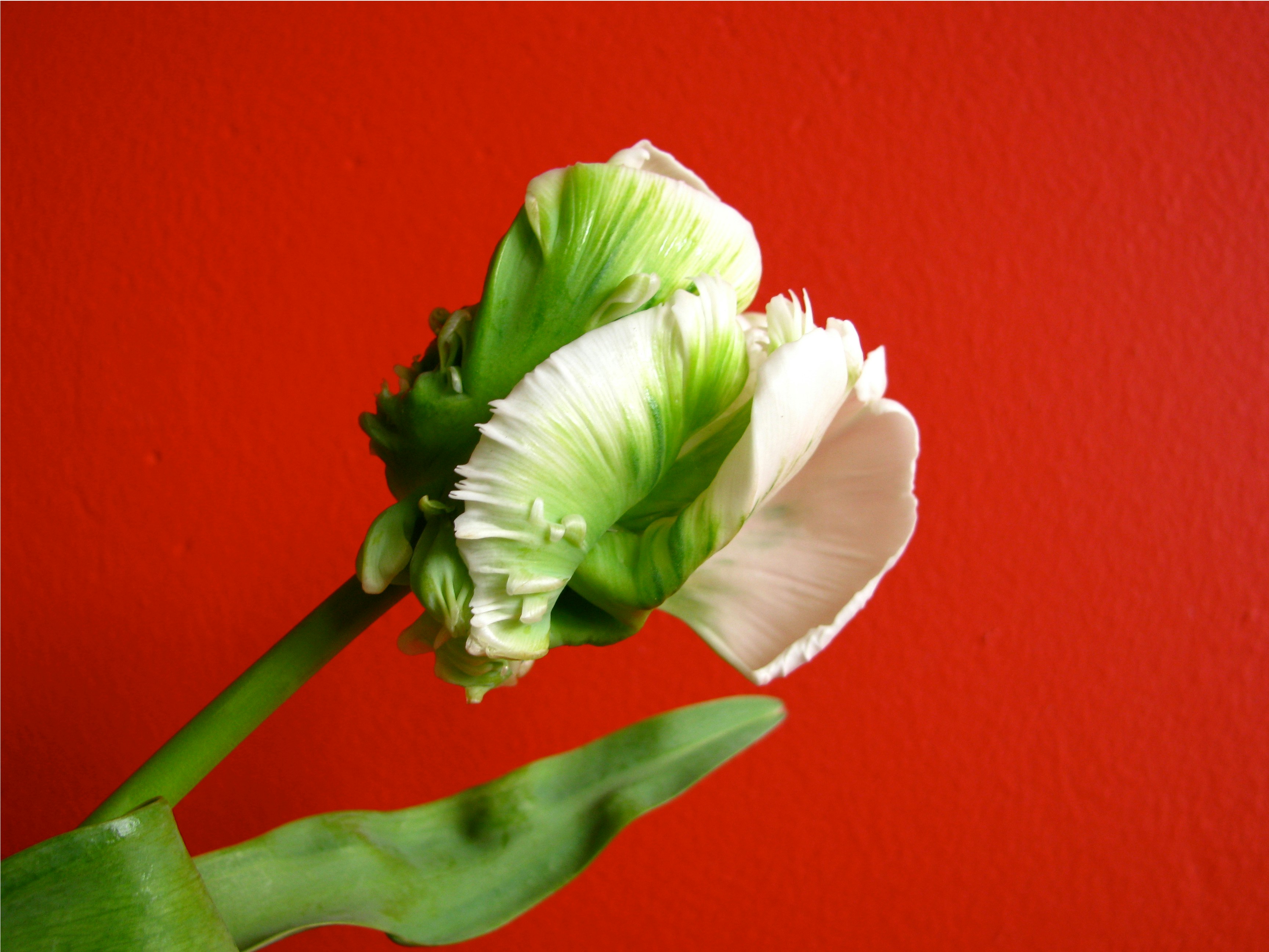 A white and green tulip on a red background