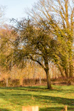A solitary tree stands in a grassy field.