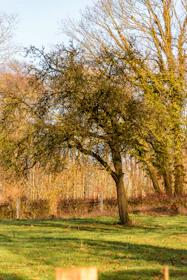 A solitary tree stands in a grassy field.