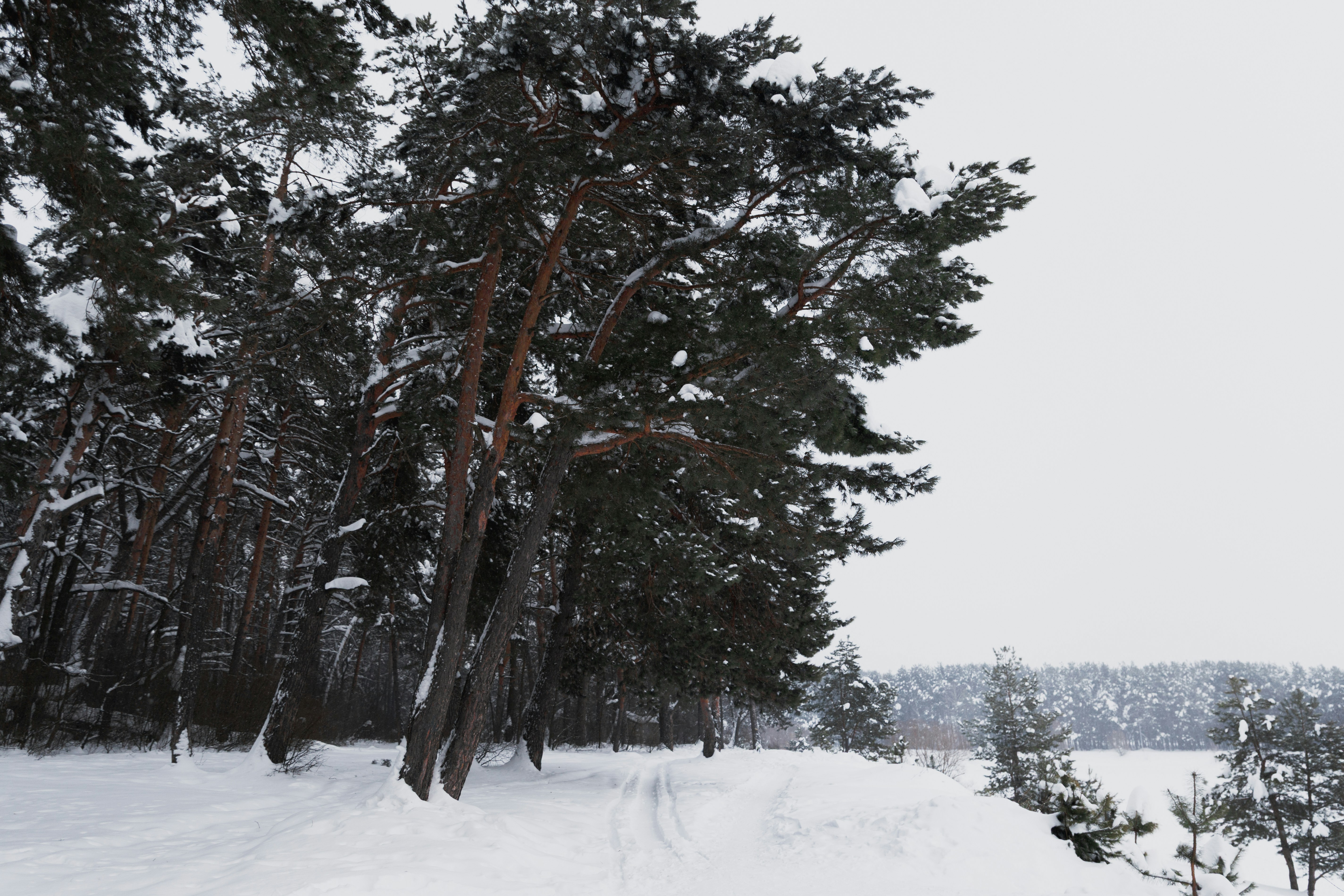 Photo by kulikovnik2