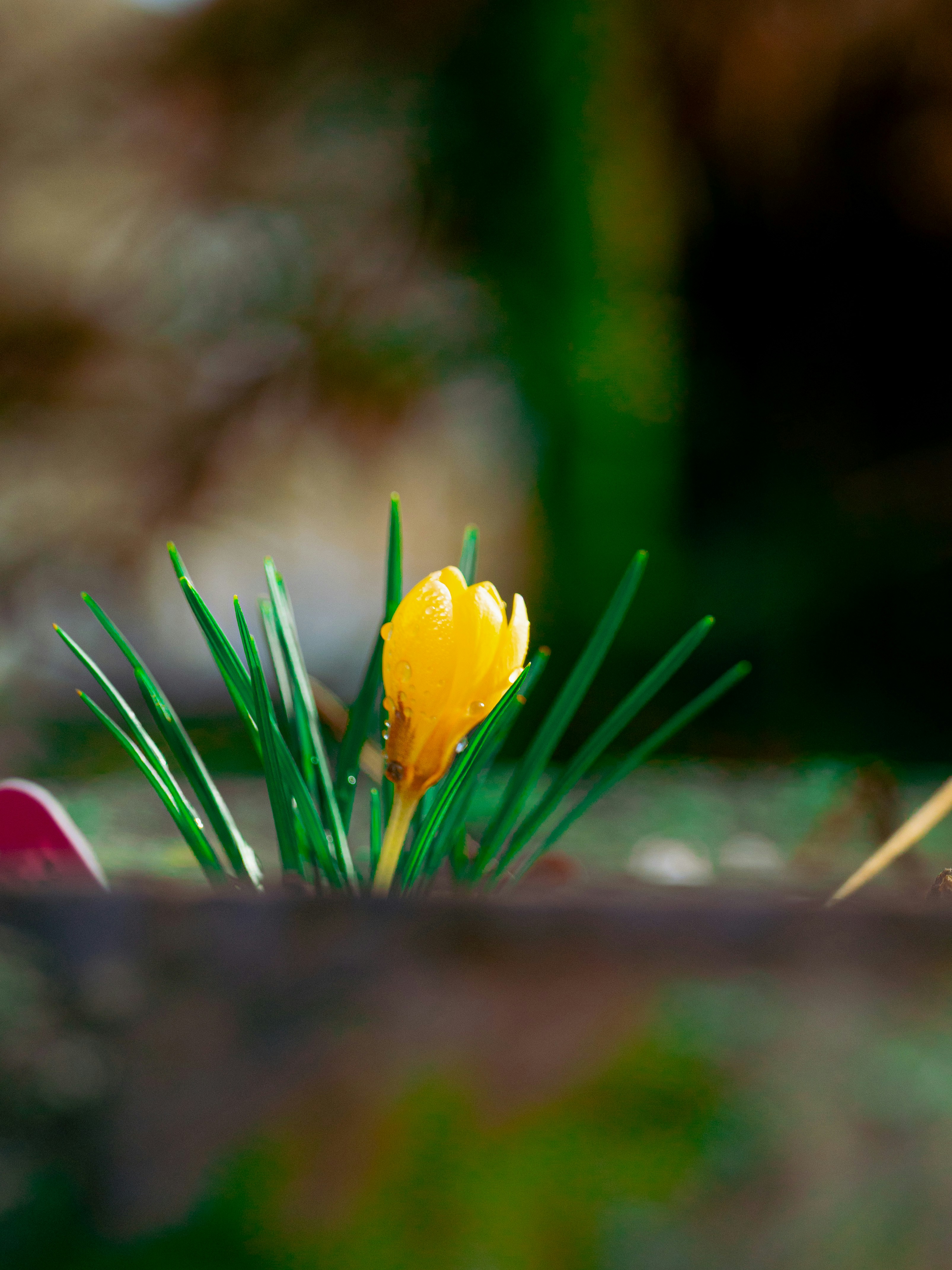 A single yellow crocus flower blooms in green grass.