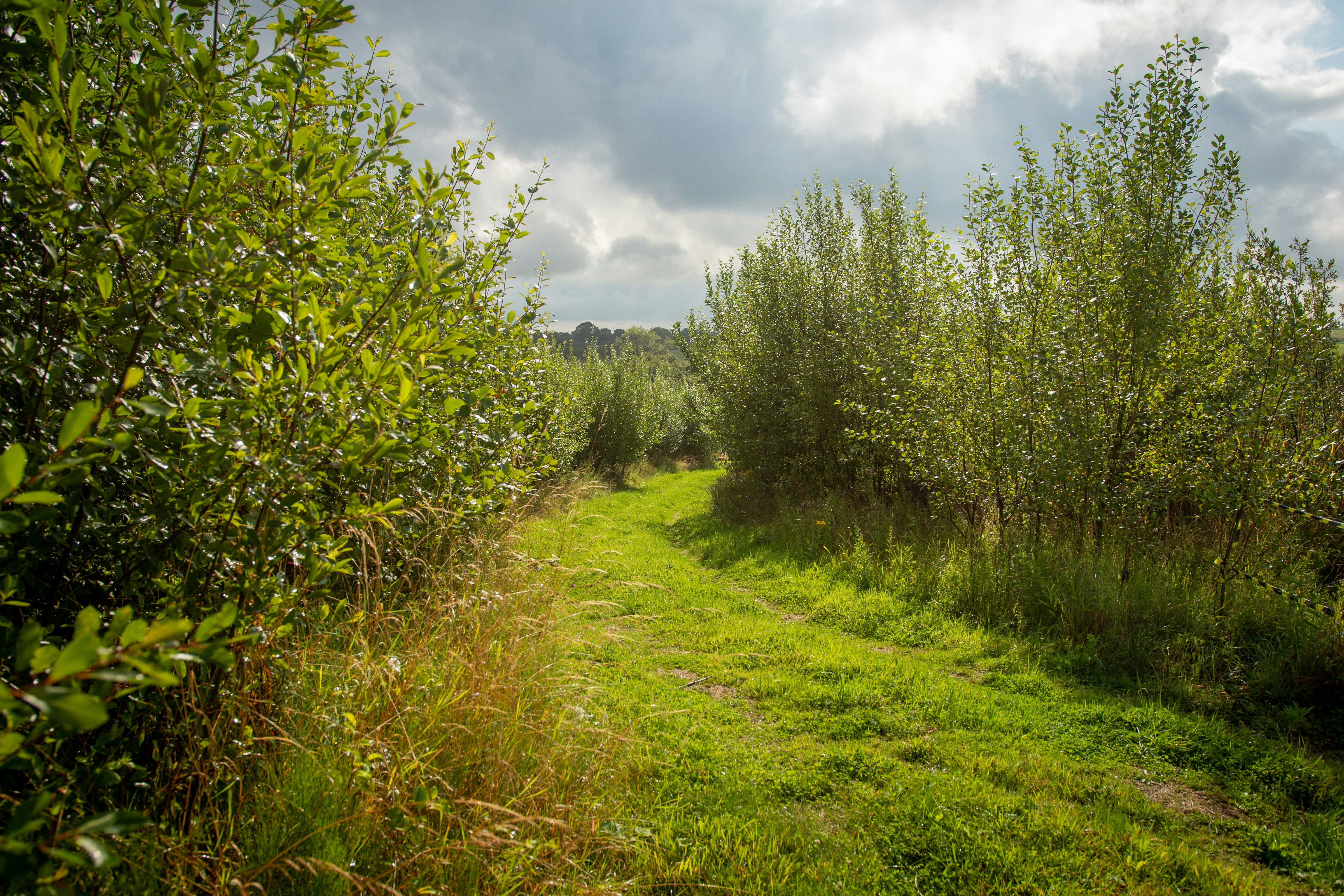 A winding grassy path through lush green foliage