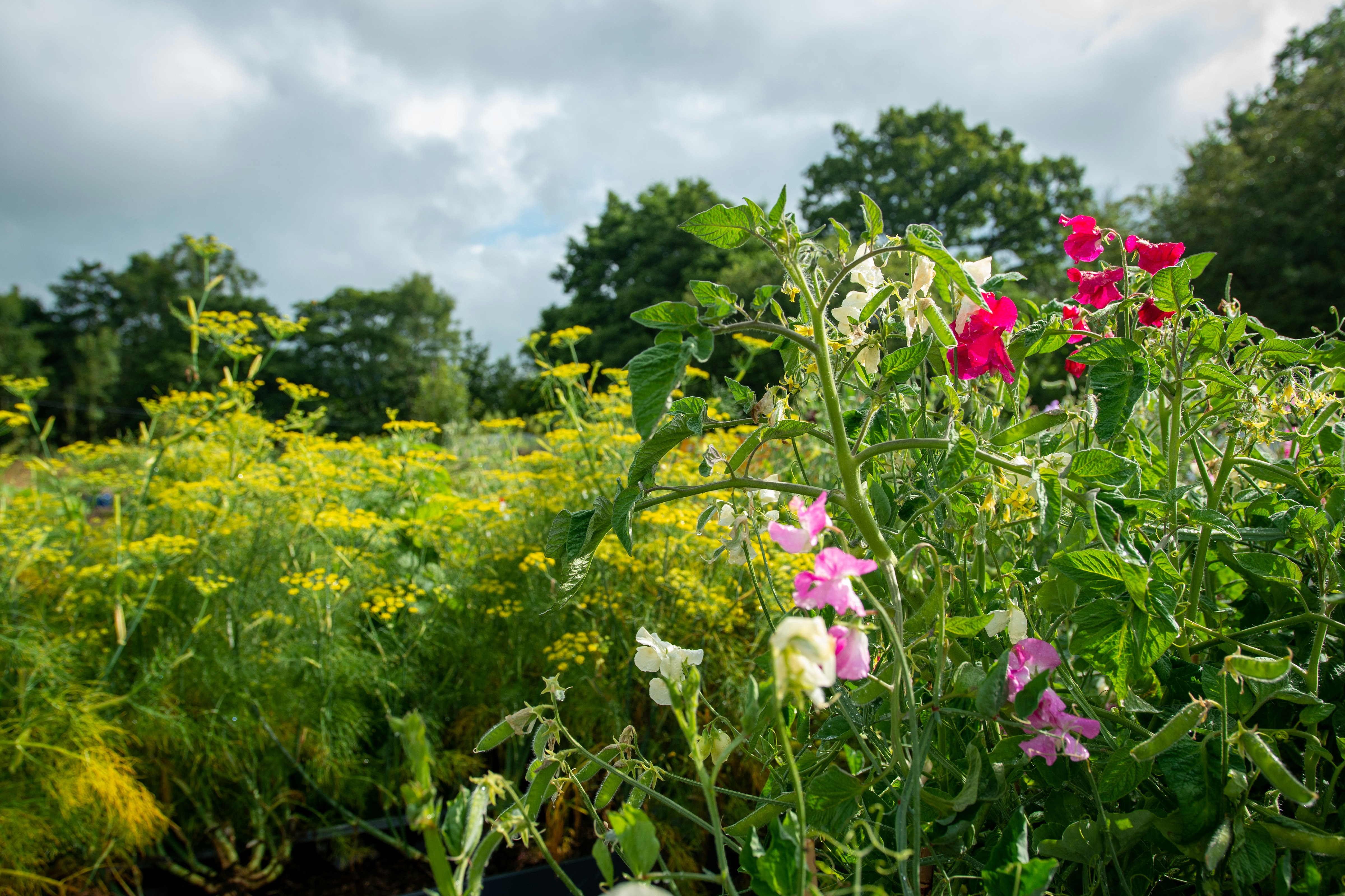 Colorful flowers and green foliage under a cloudy sky