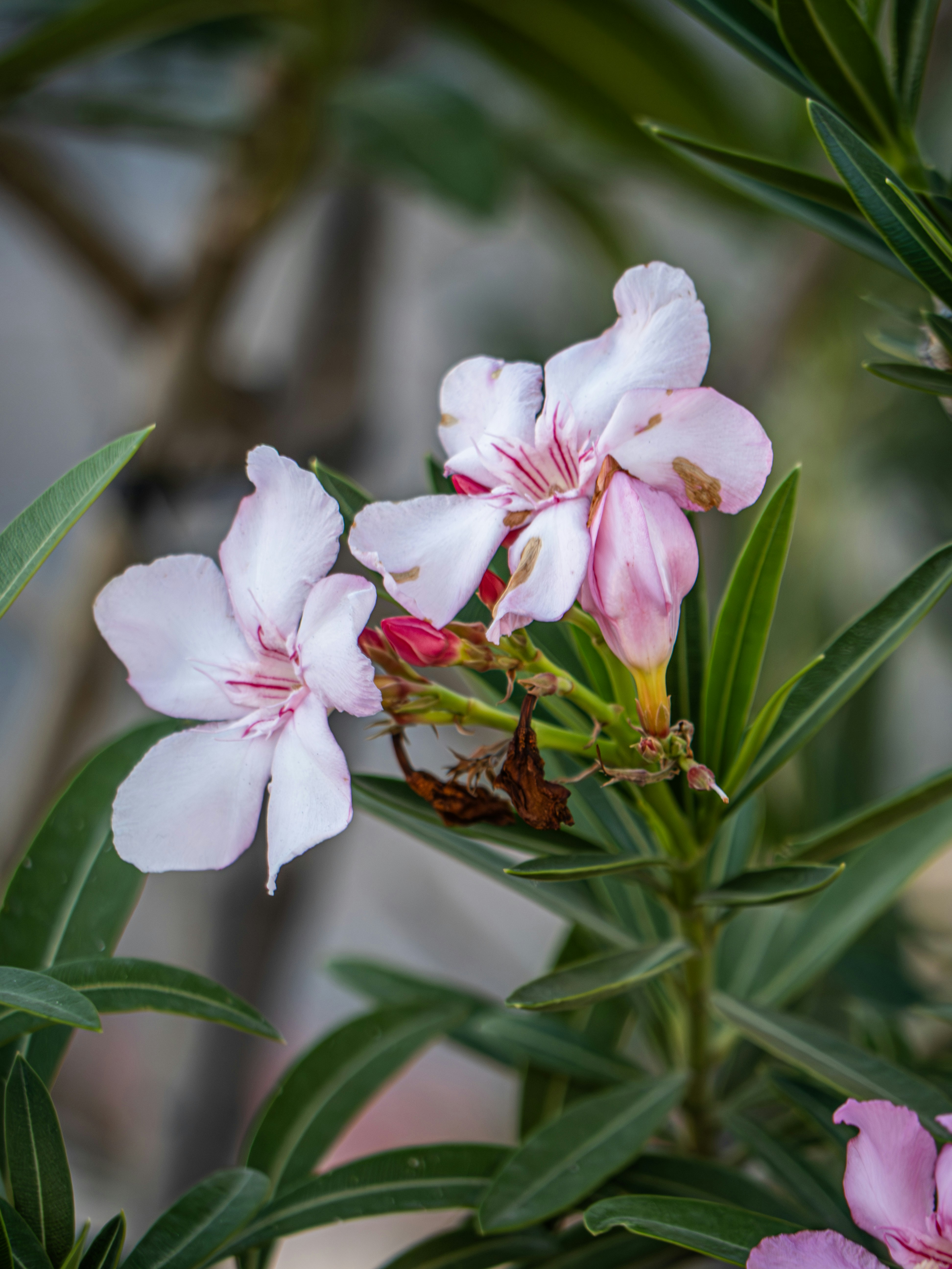 Photo by stevencouncilphotography