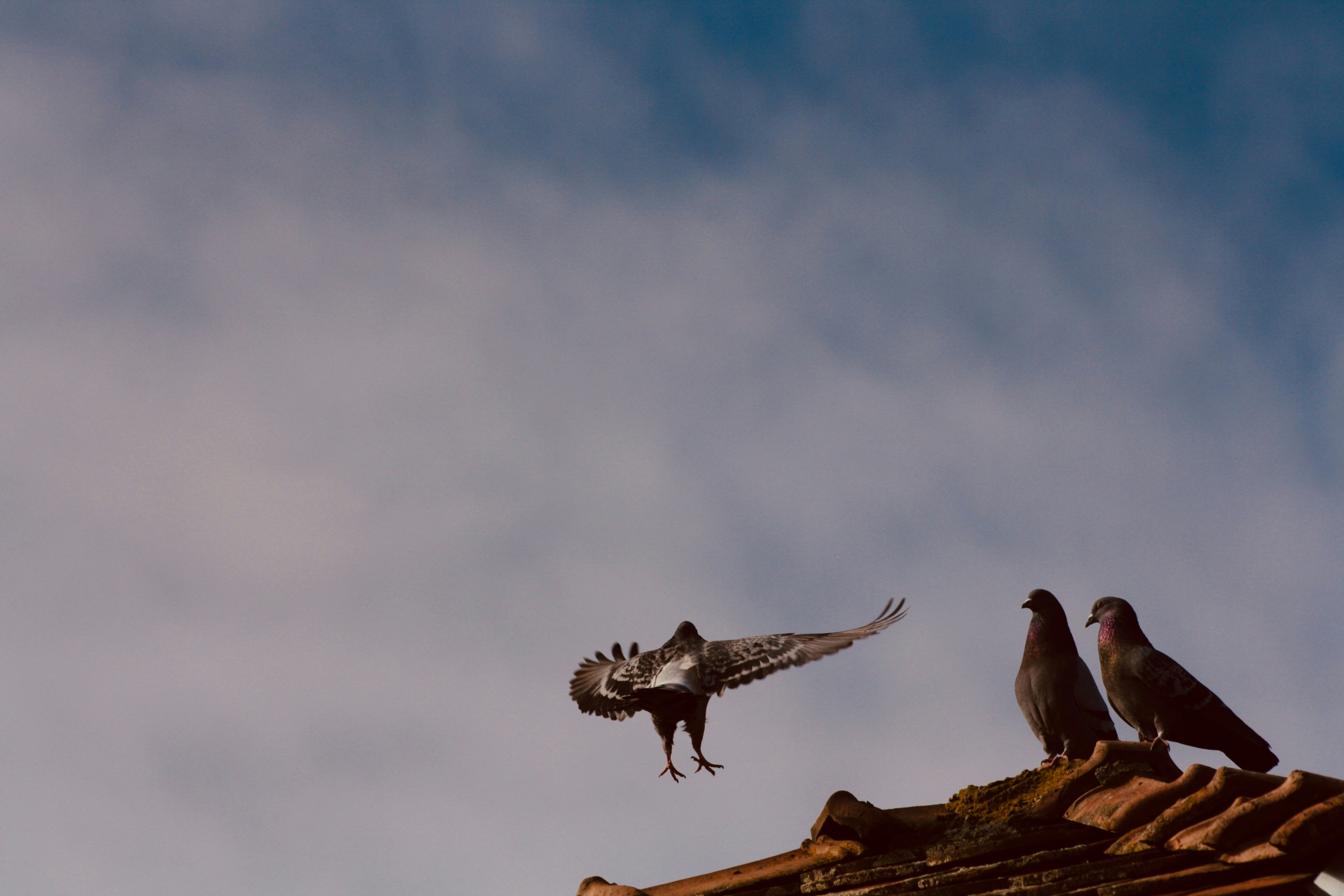 Two pigeons perched on a roof as one takes flight.