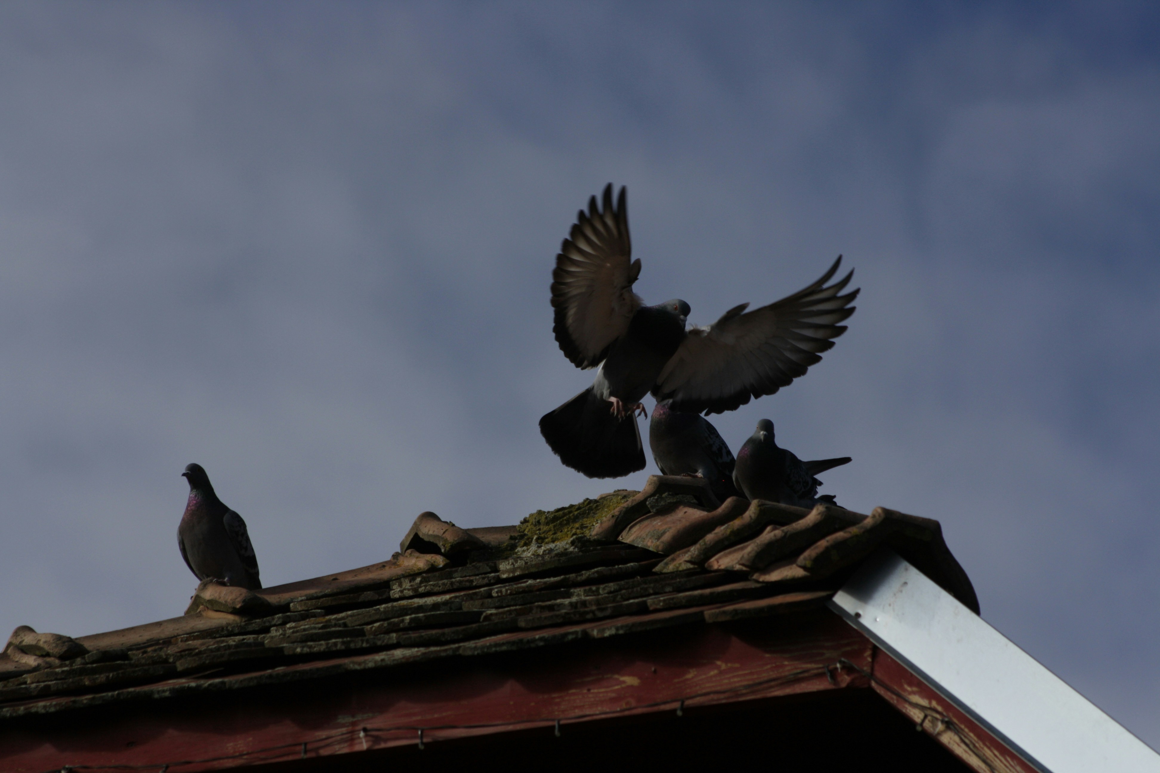 Pigeons on a tiled roof against a cloudy sky