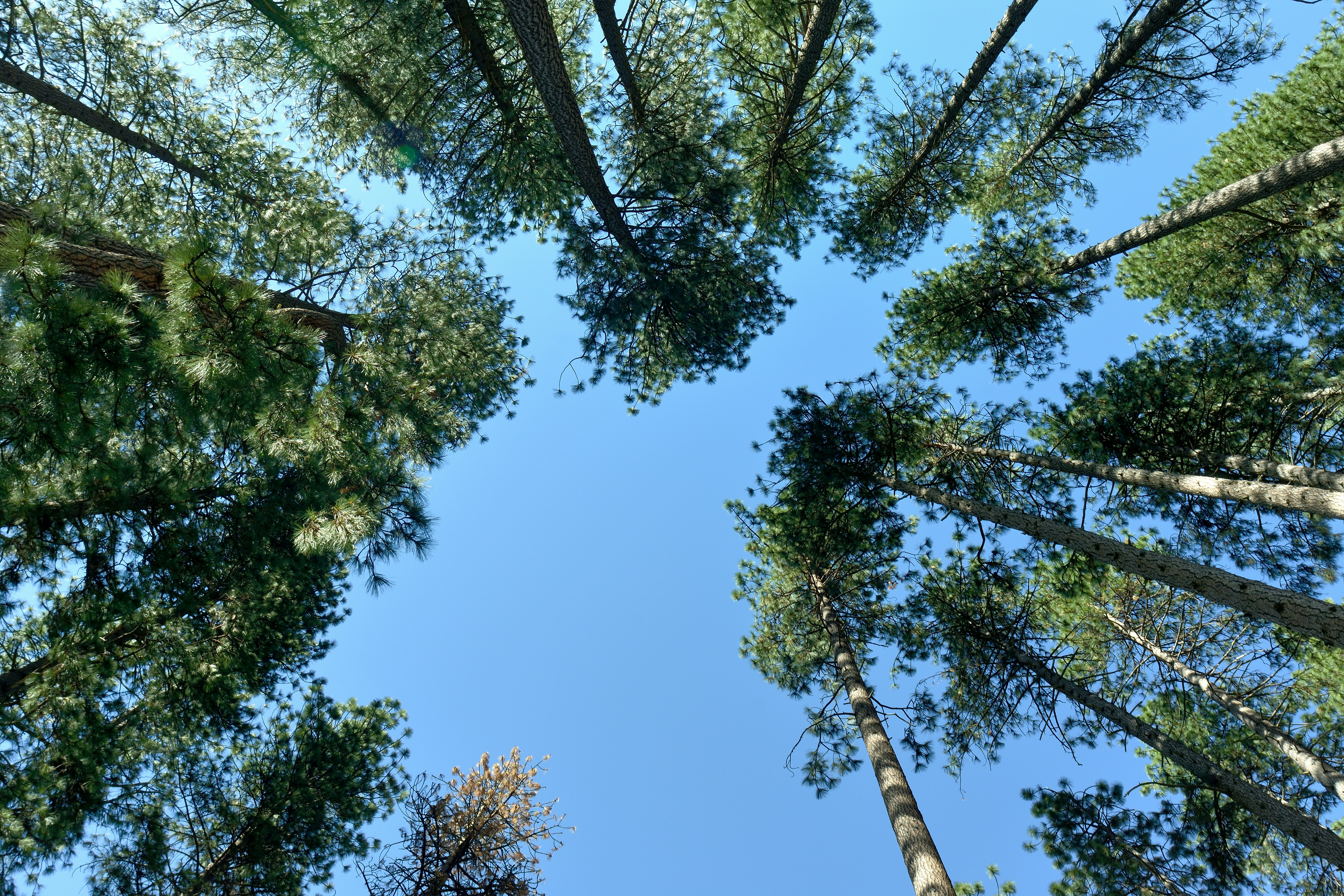 Tall pine trees reaching towards a clear blue sky.