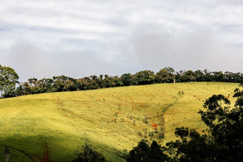 Terreno natural con vegetación