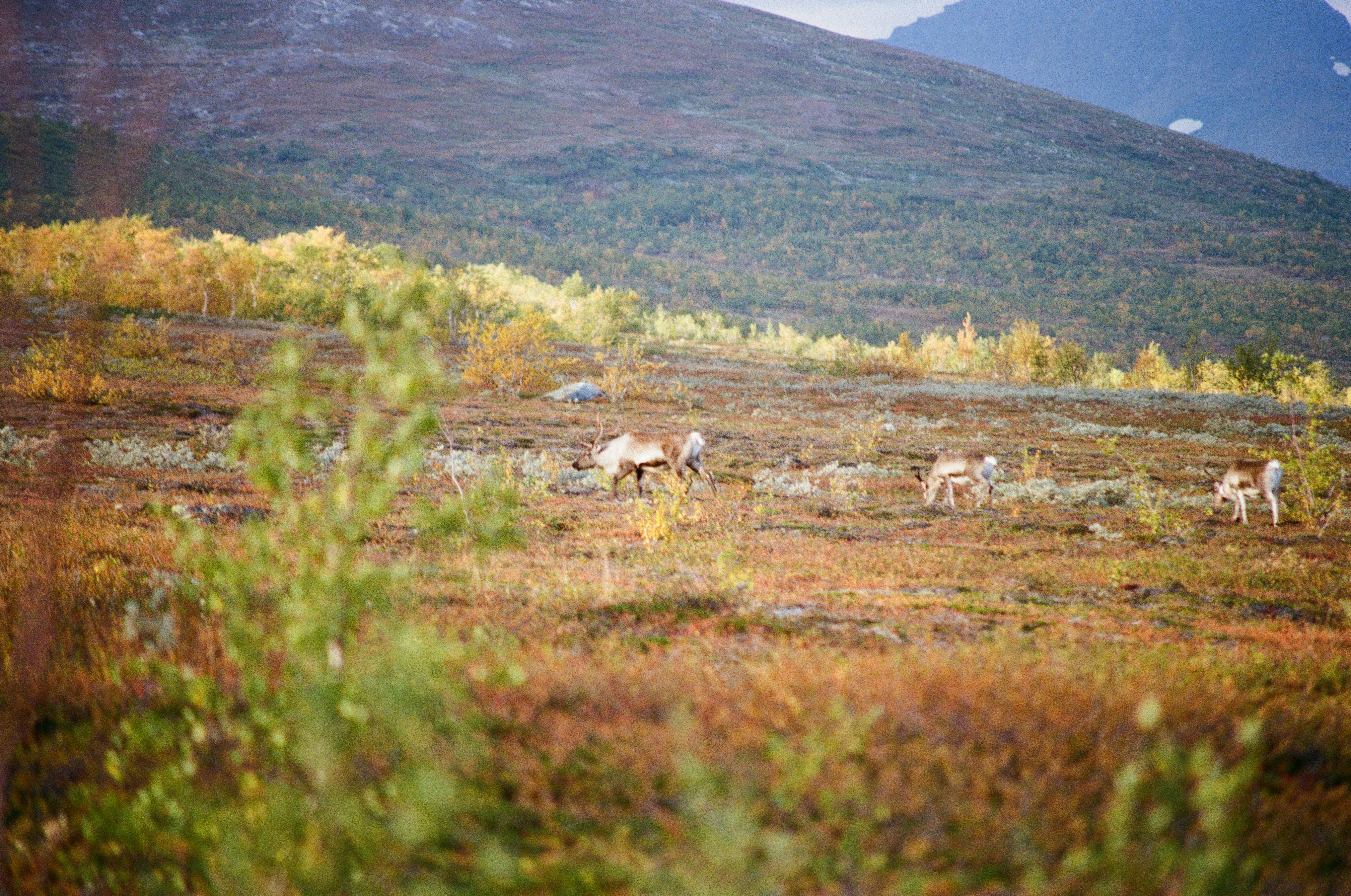 Reindeer grazing in a vast, autumnal landscape