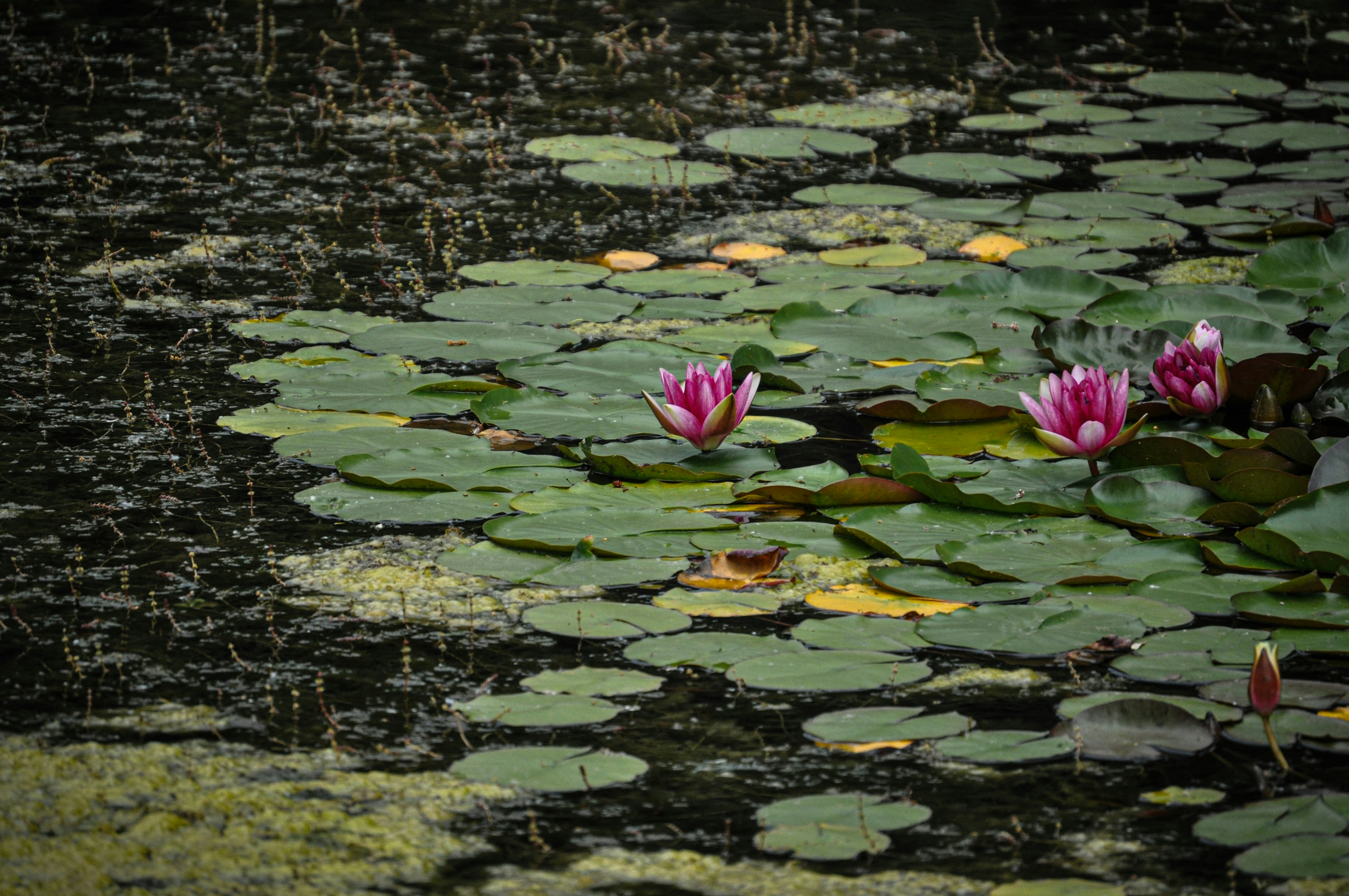 Photo by leylaseyhan