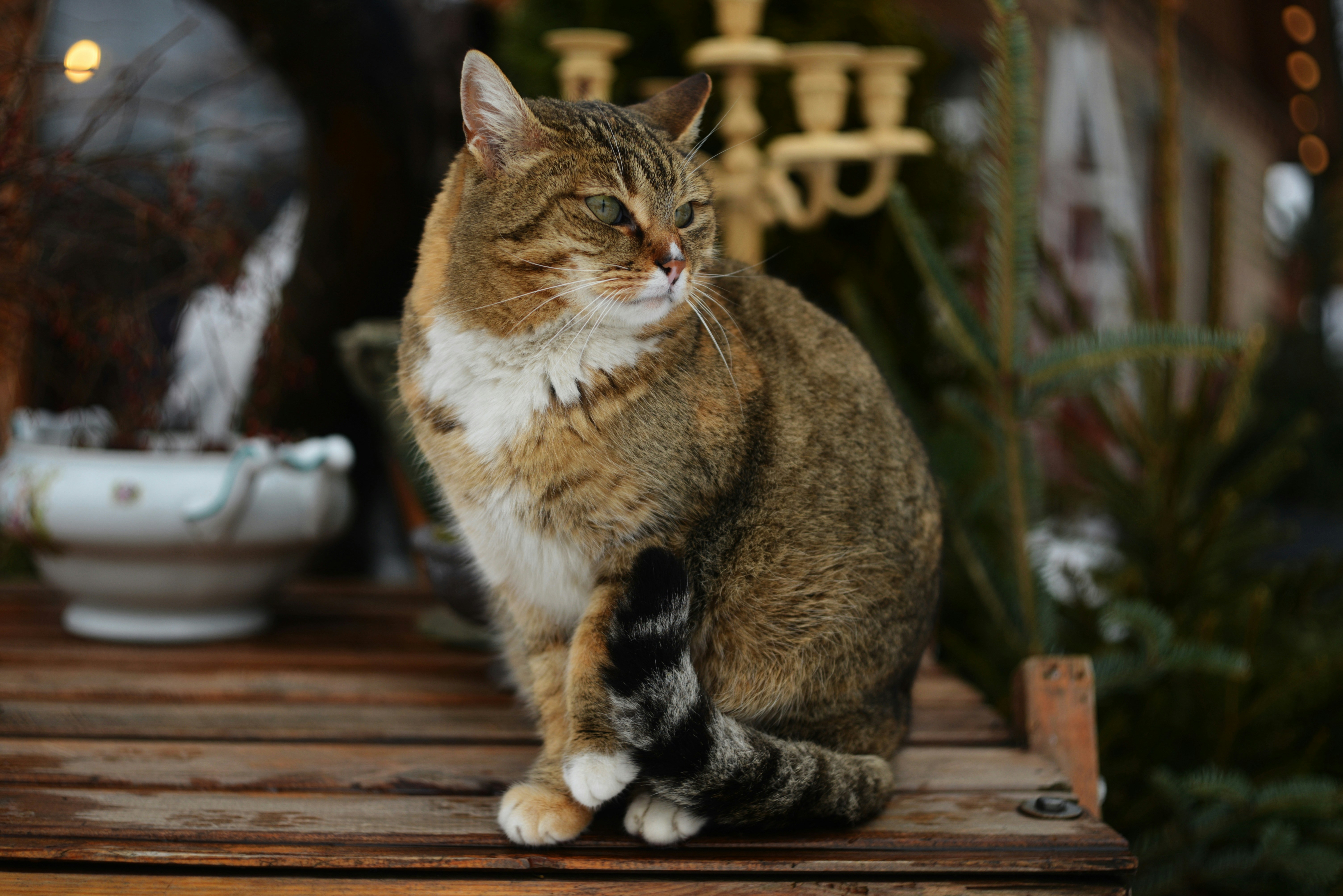 Un chat tigré est assis sur une surface en bois.