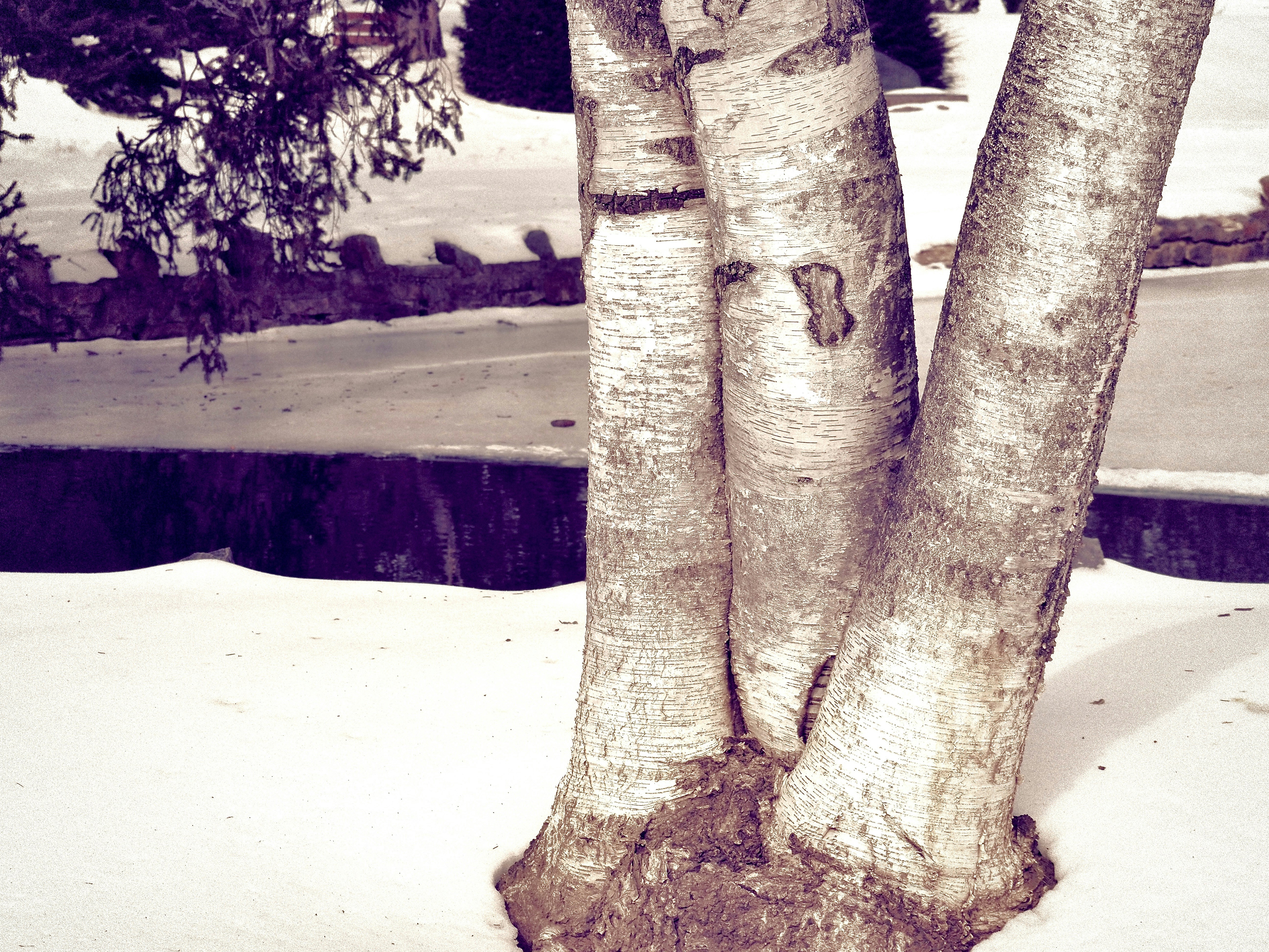 Three trees in the snow