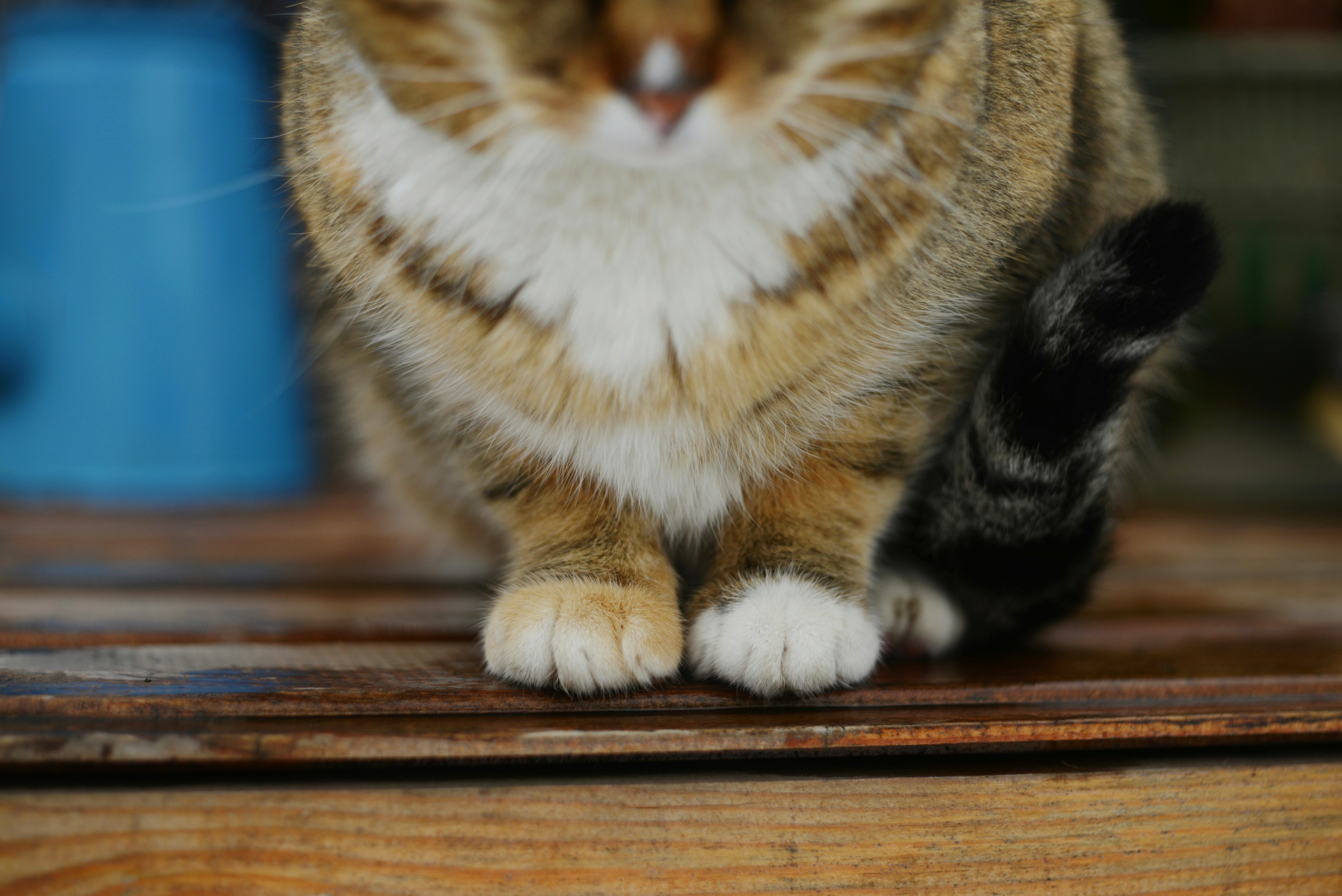 Gros plan des pattes et de la queue d’un chat tigré