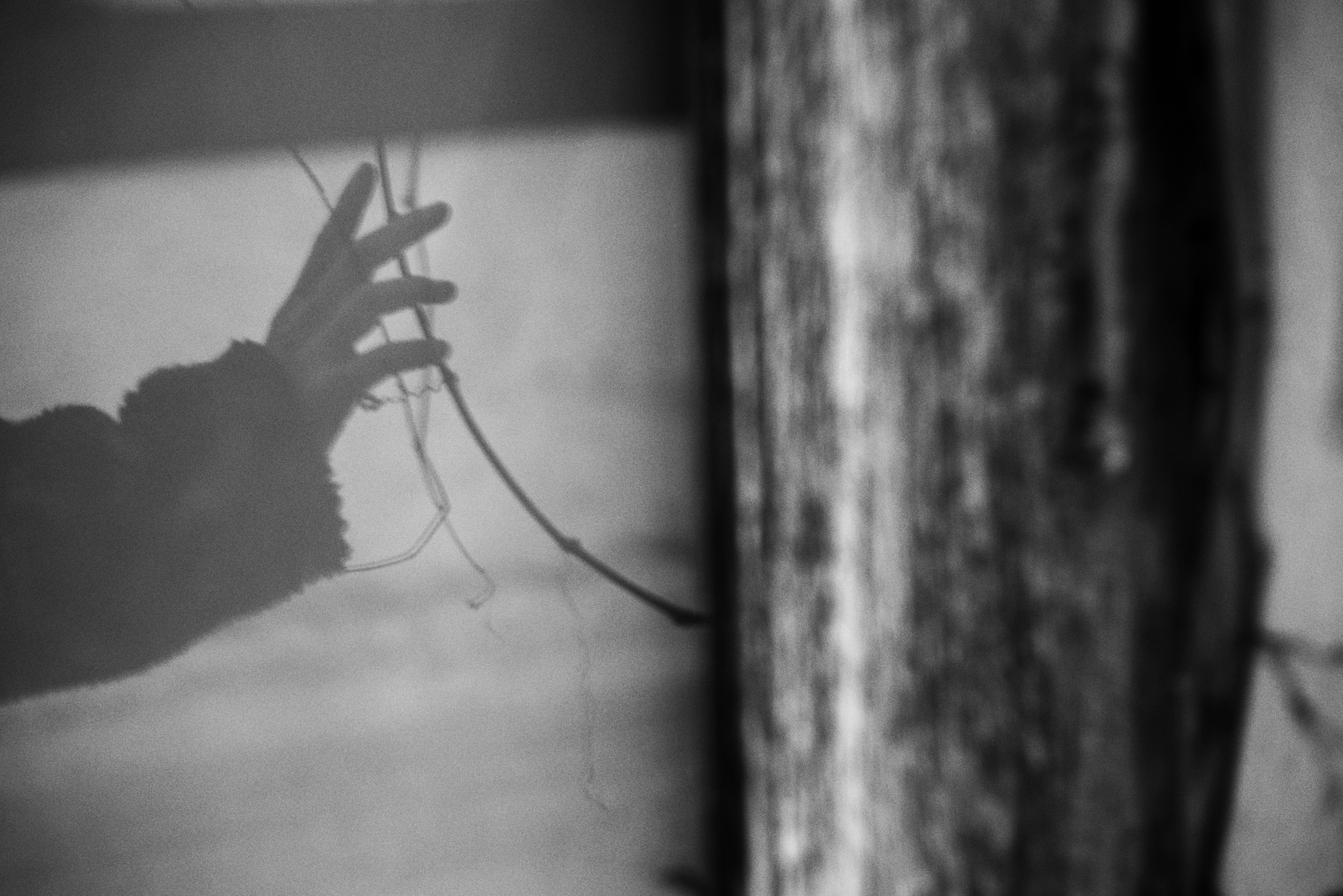 Une main s’approche de fines branches en noir et blanc.