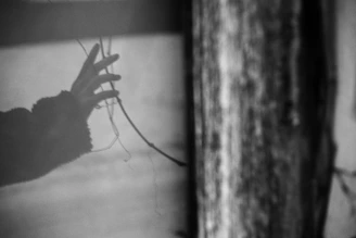 A hand reaches for thin branches in black and white.