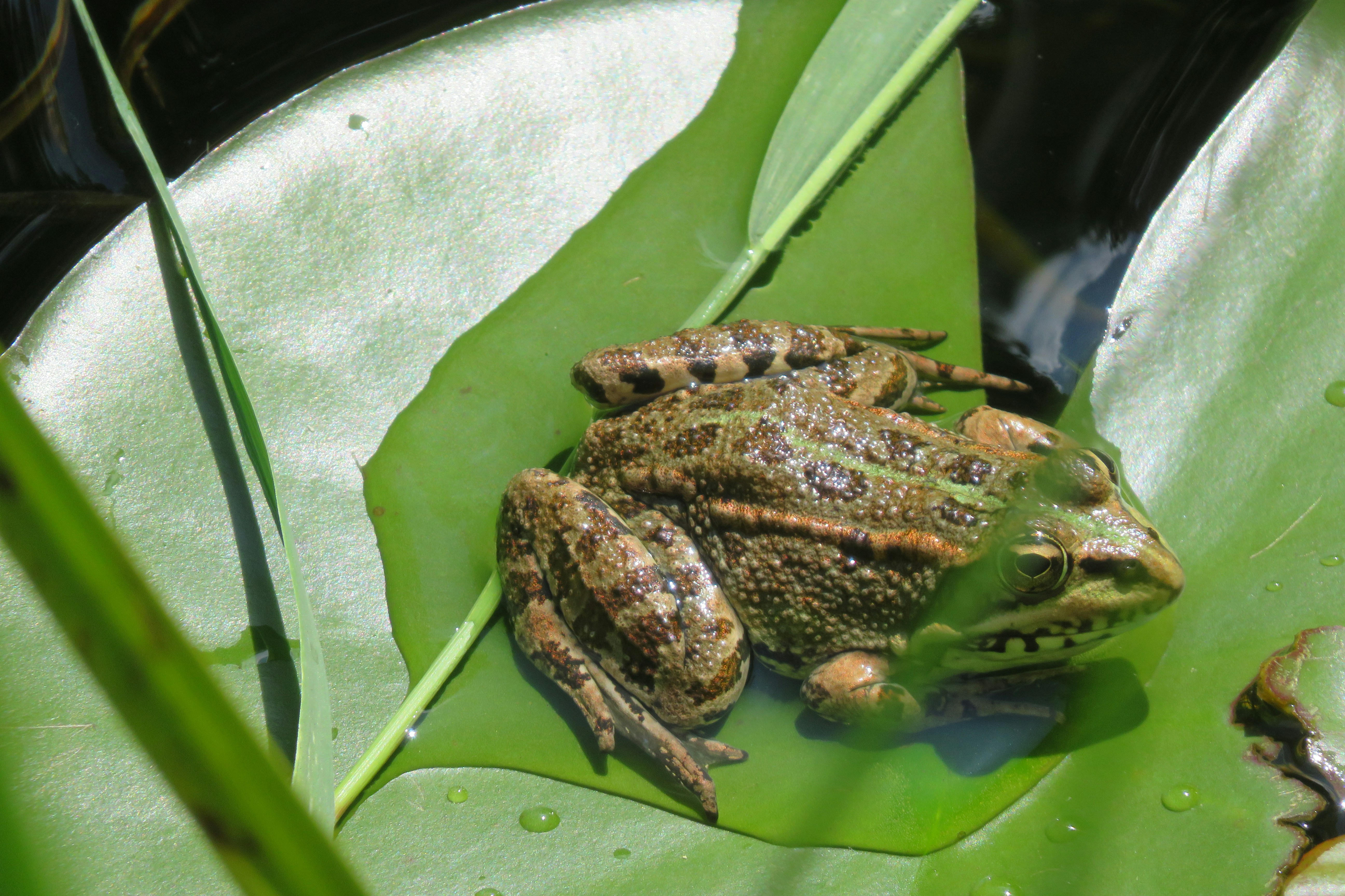 Photo by blog_region