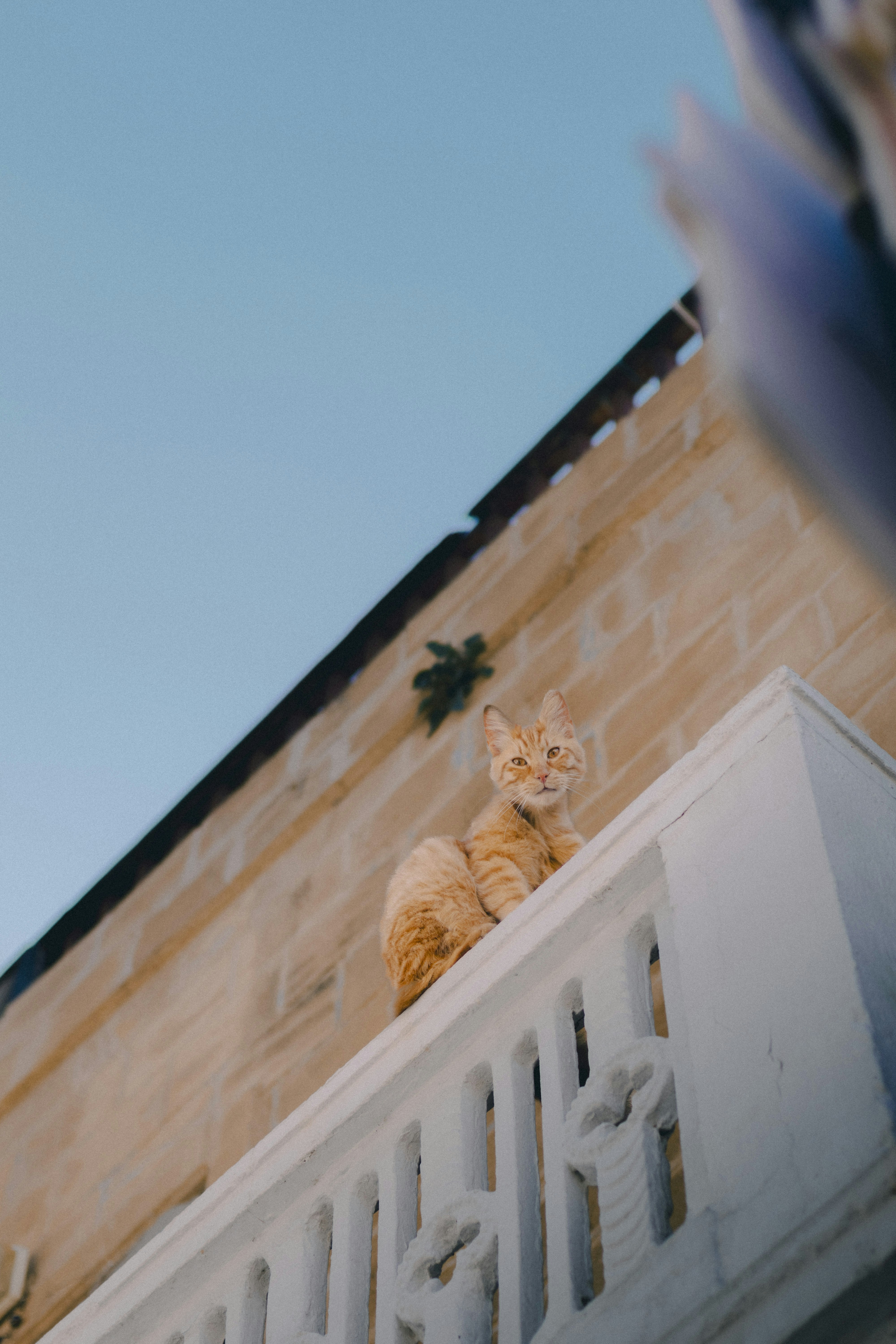 An orange cat sits on a white railing outdoors.