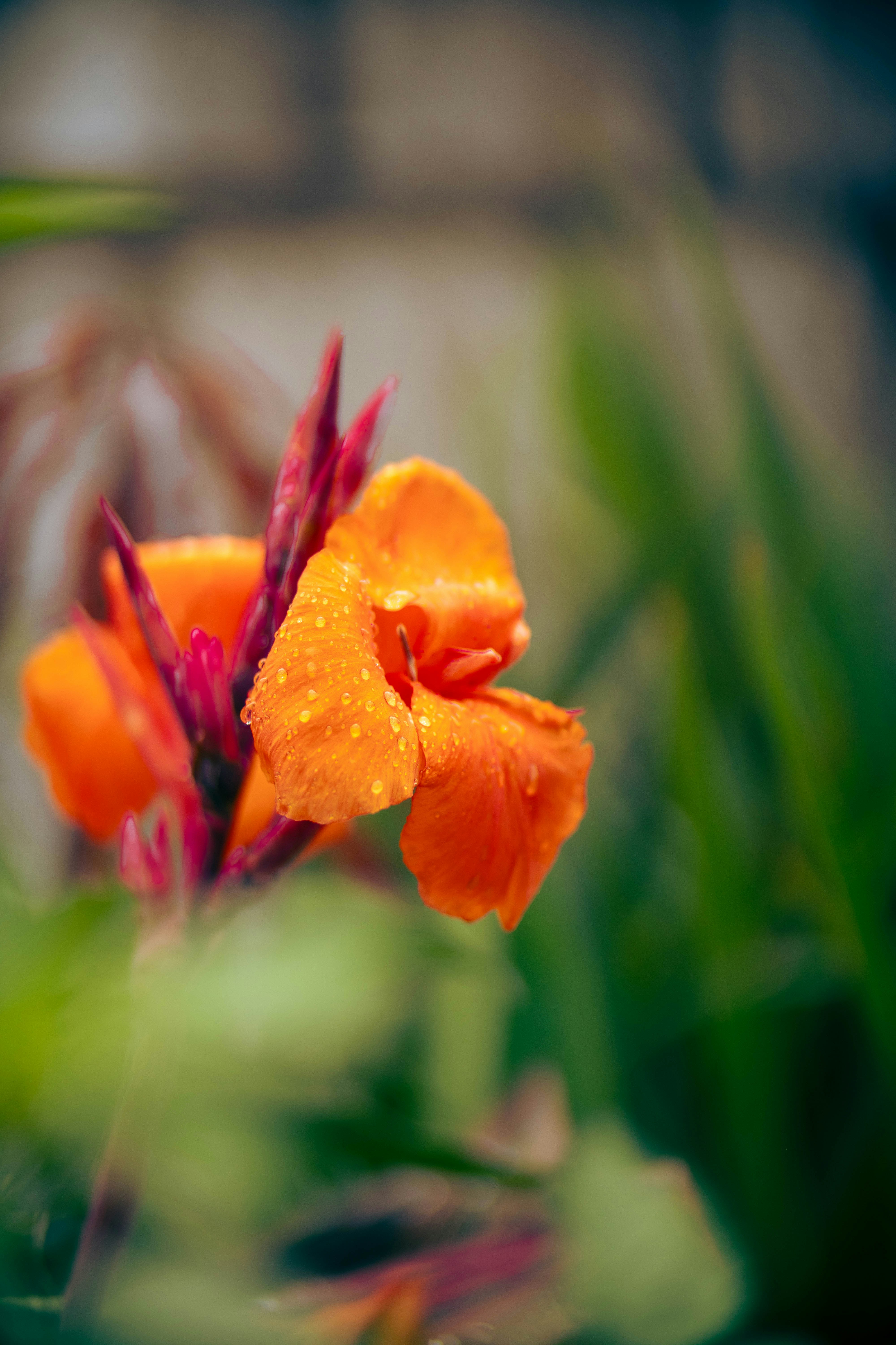 Close-up of a vibrant orange flower with water droplets.