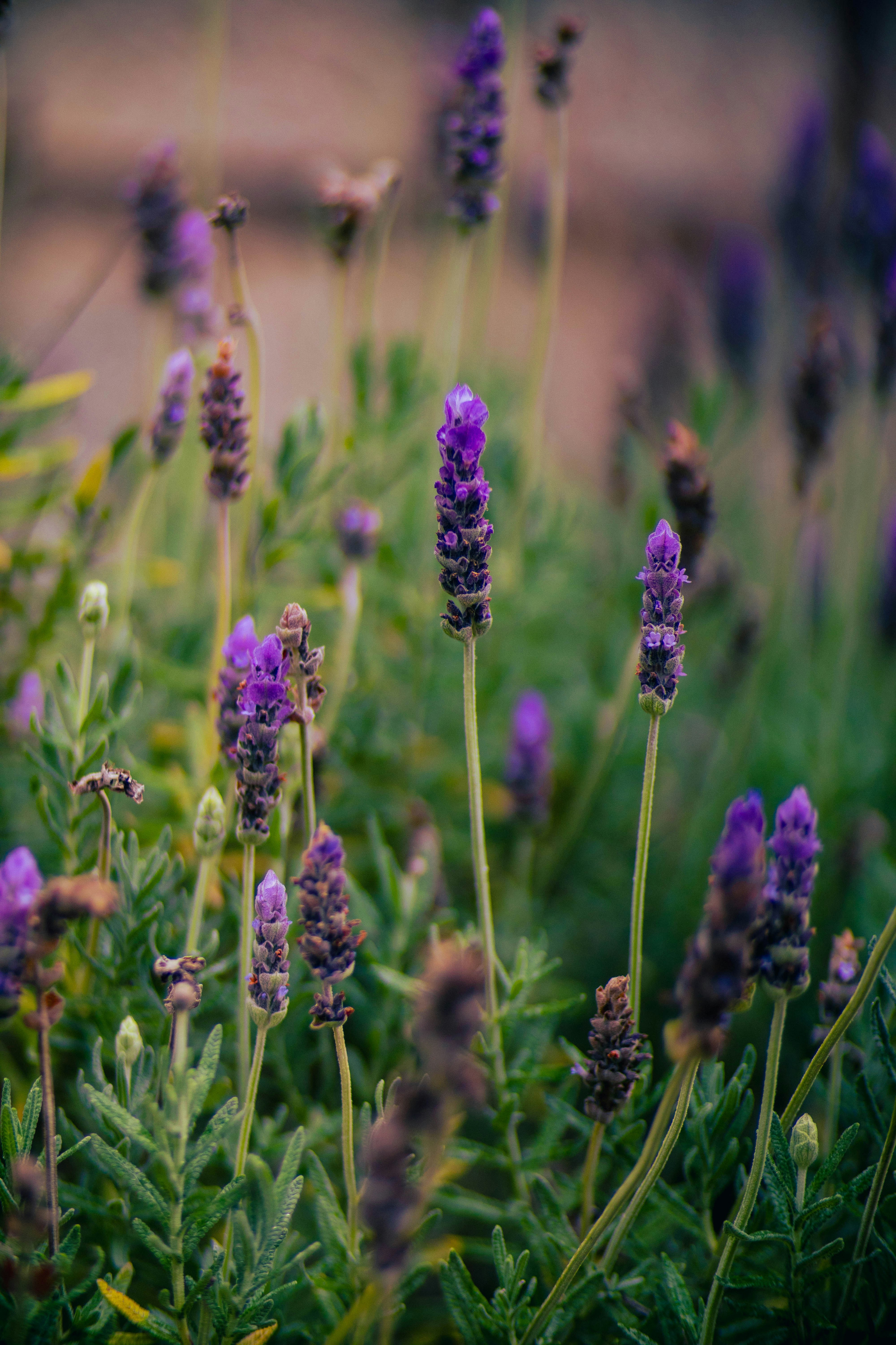 A close-up of blooming purple lavender flowers in a garden.