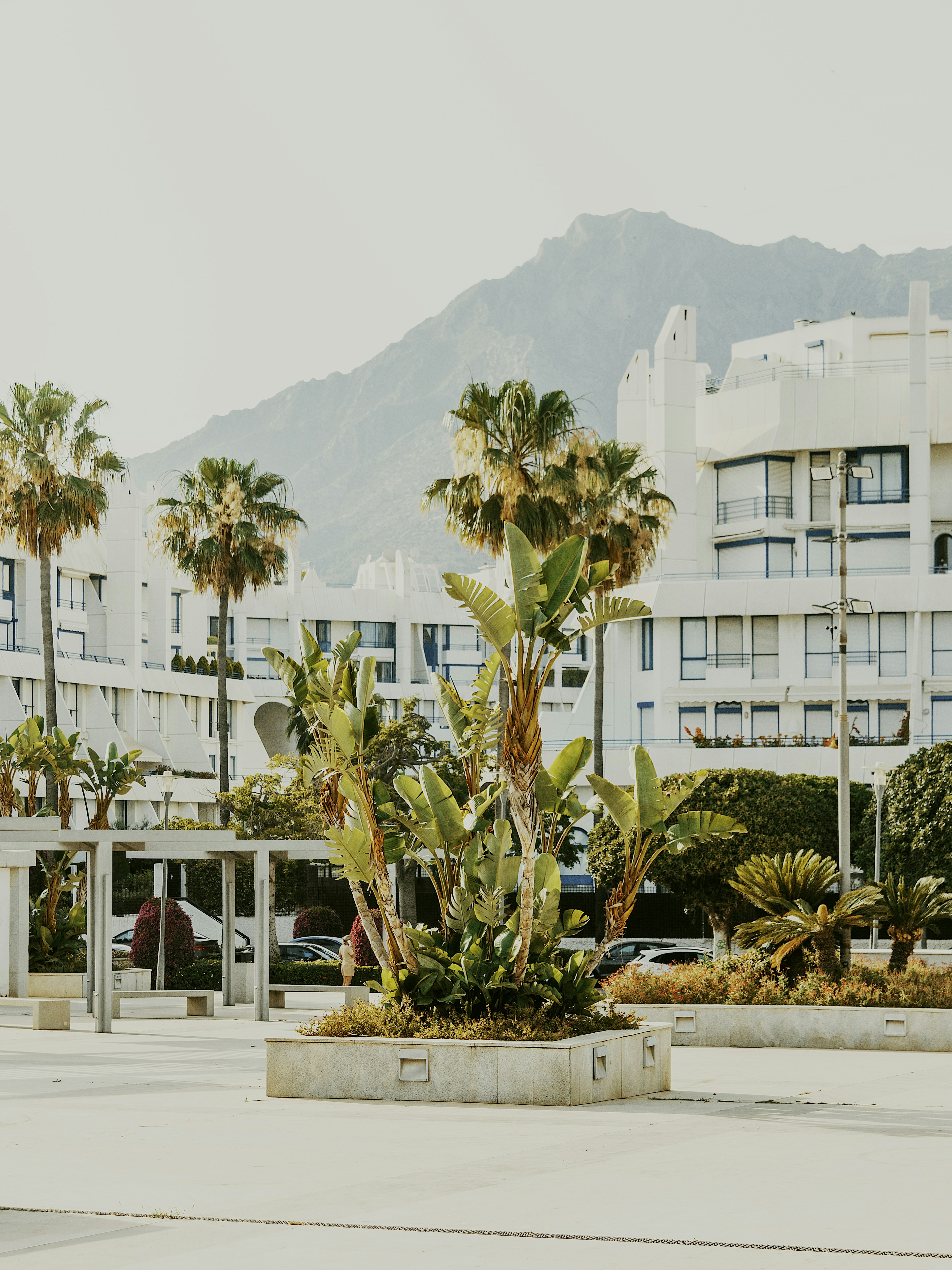 Palmeiras e prédios modernos com montanhas atrás.