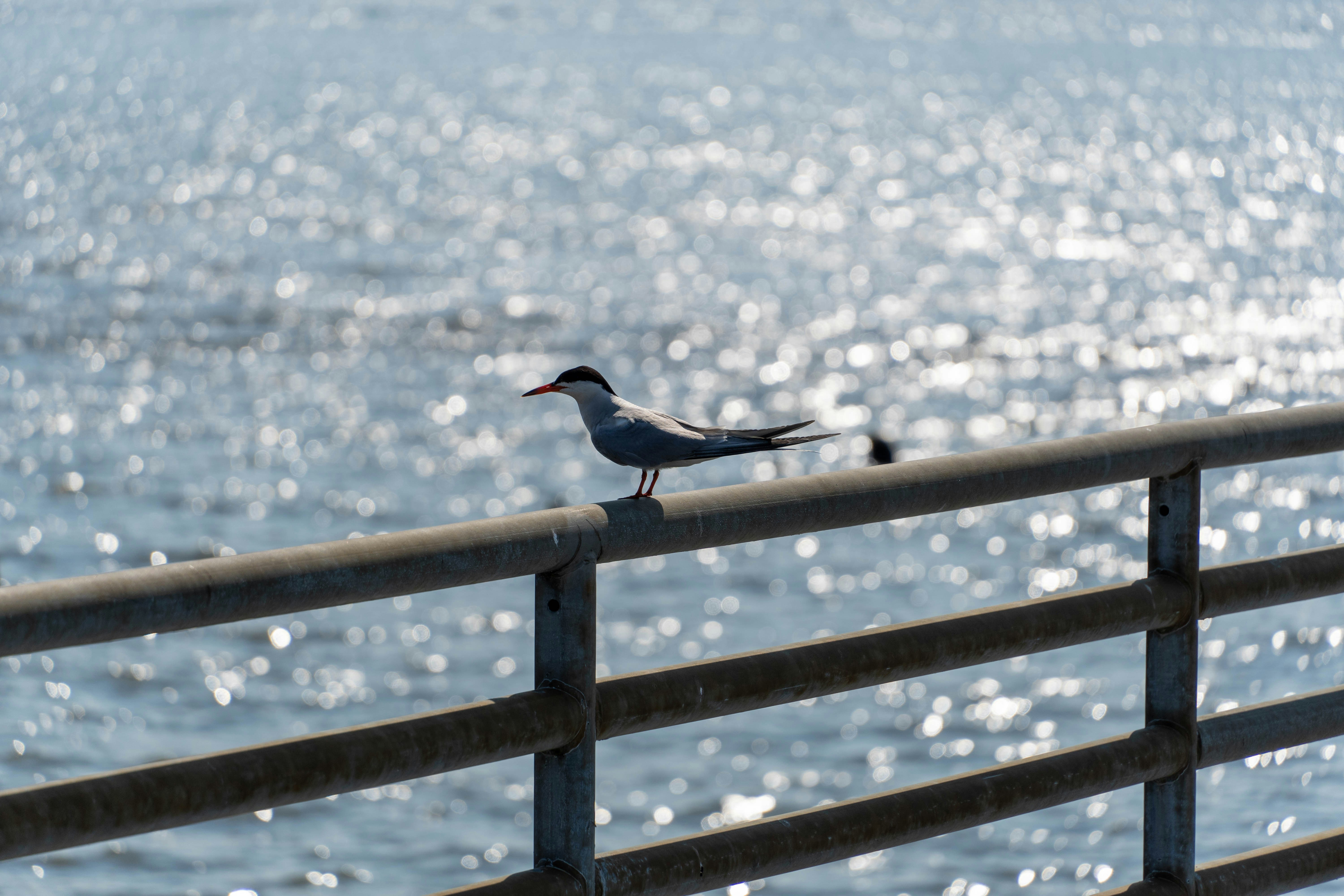 A bird perched on a railing overlooking the water