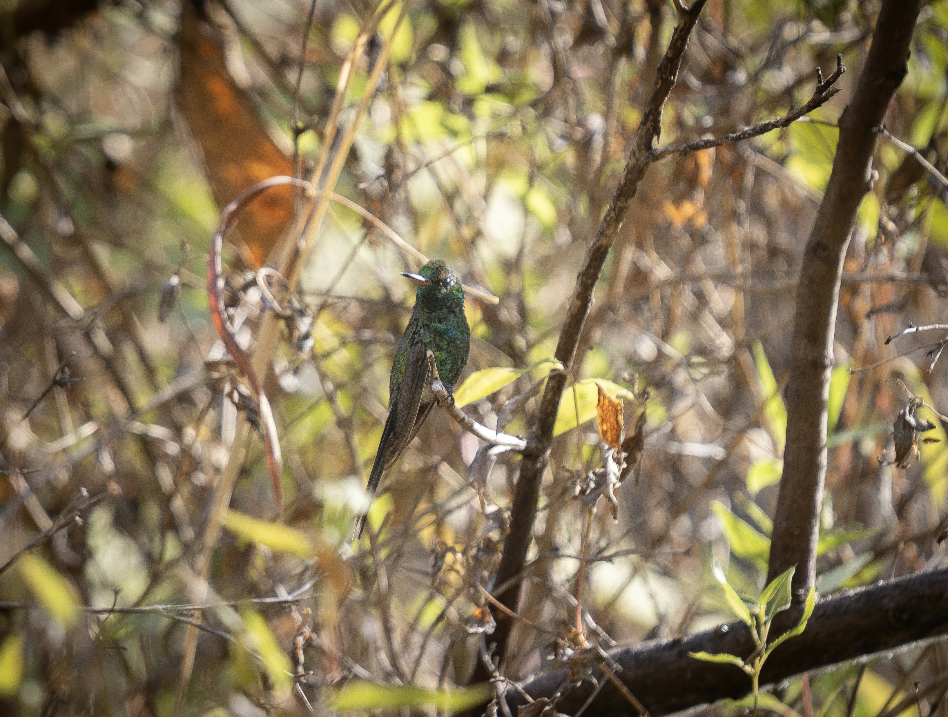 A small green bird perched on a branch.