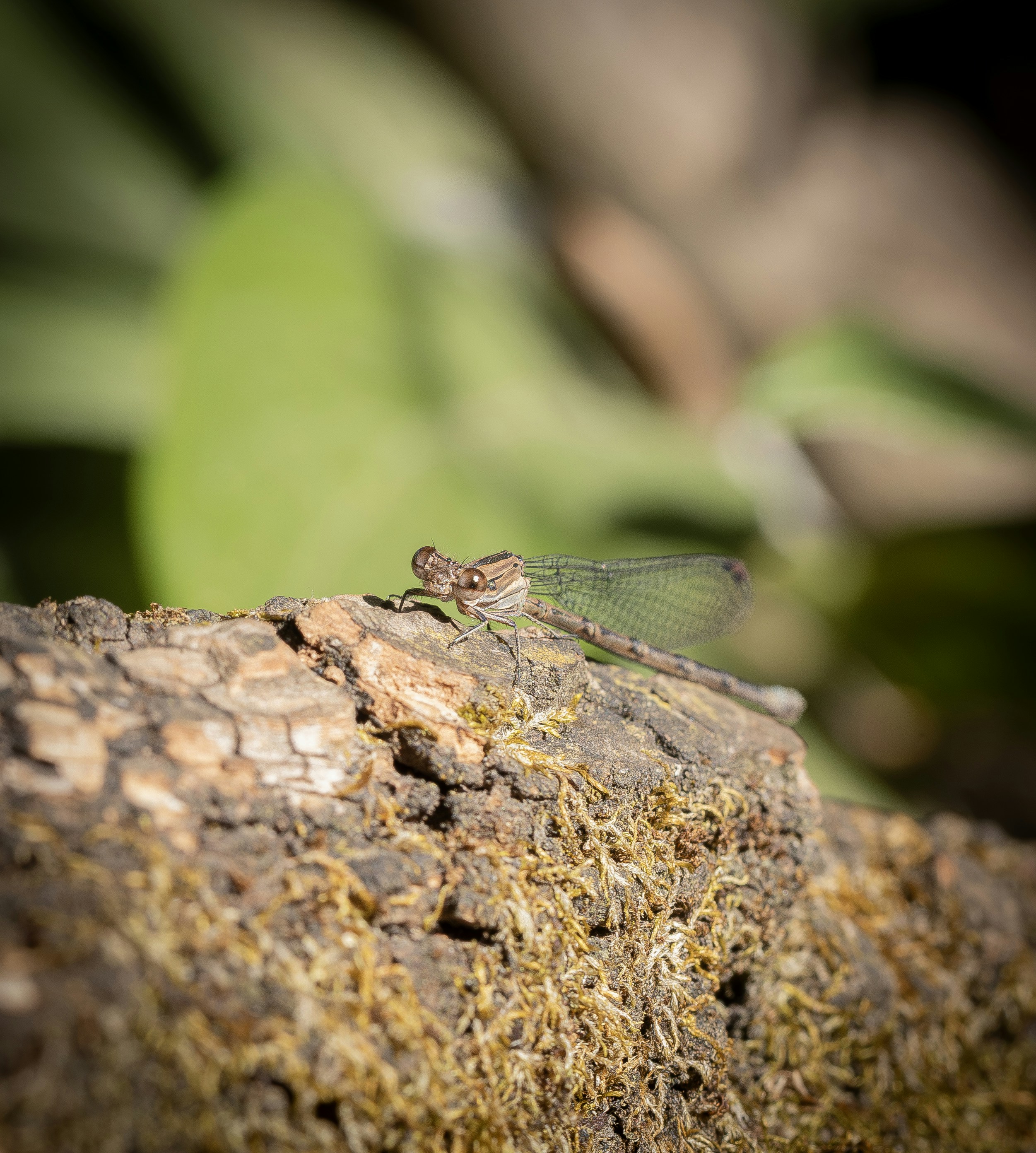 A damselfly rests on a mossy log.