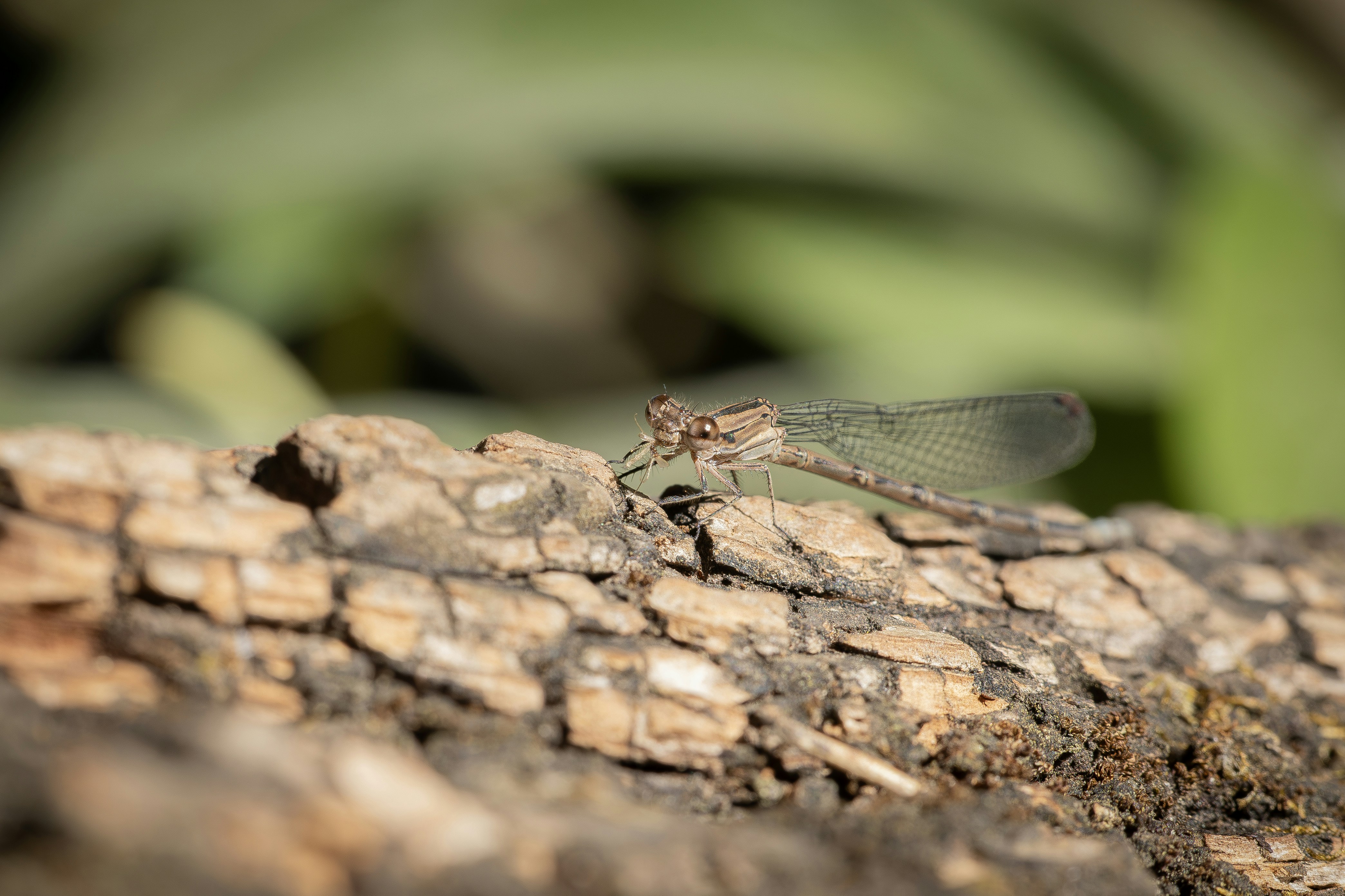 A small dragonfly rests on a textured tree branch.