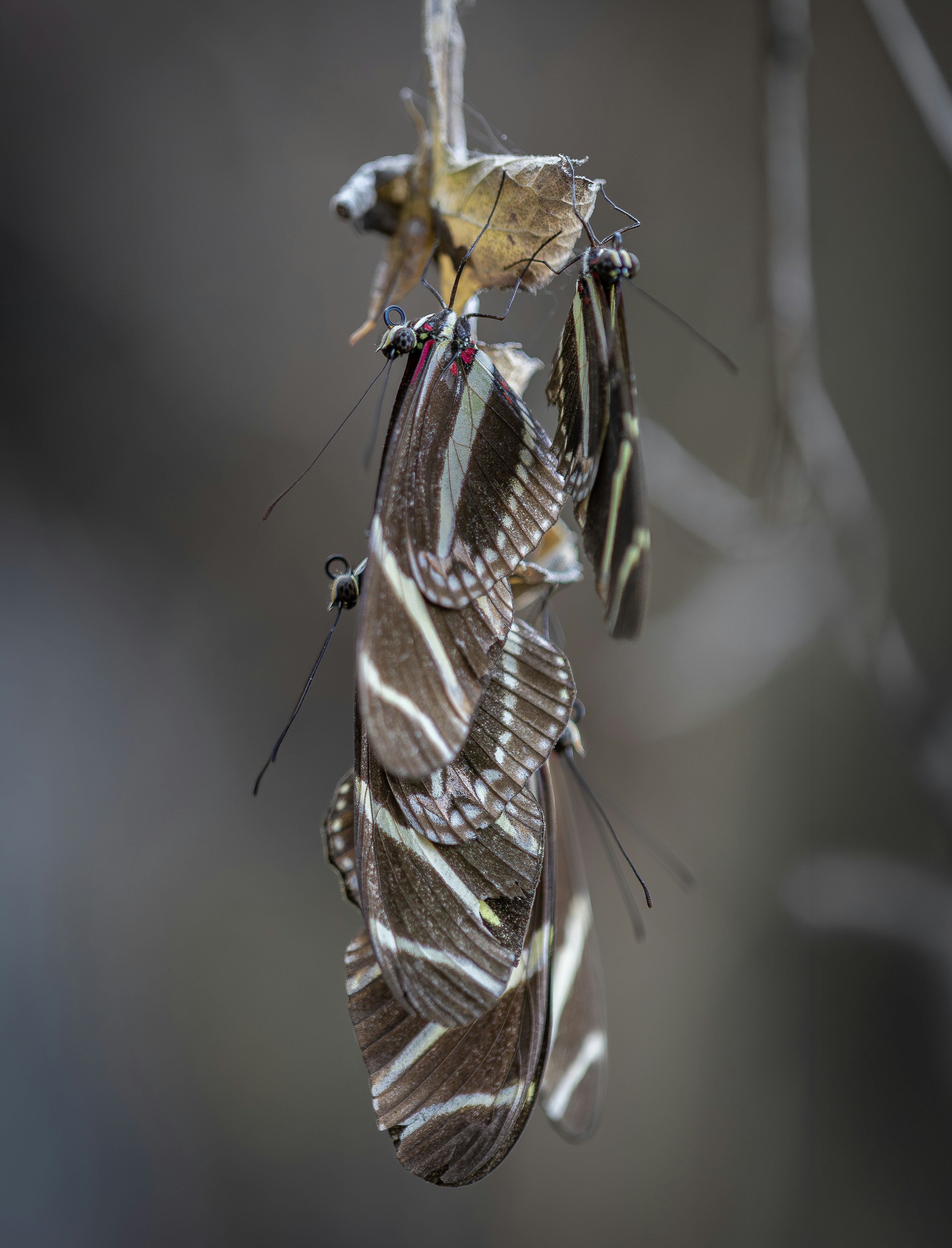 Several zebra butterflies clustered on a dry branch.