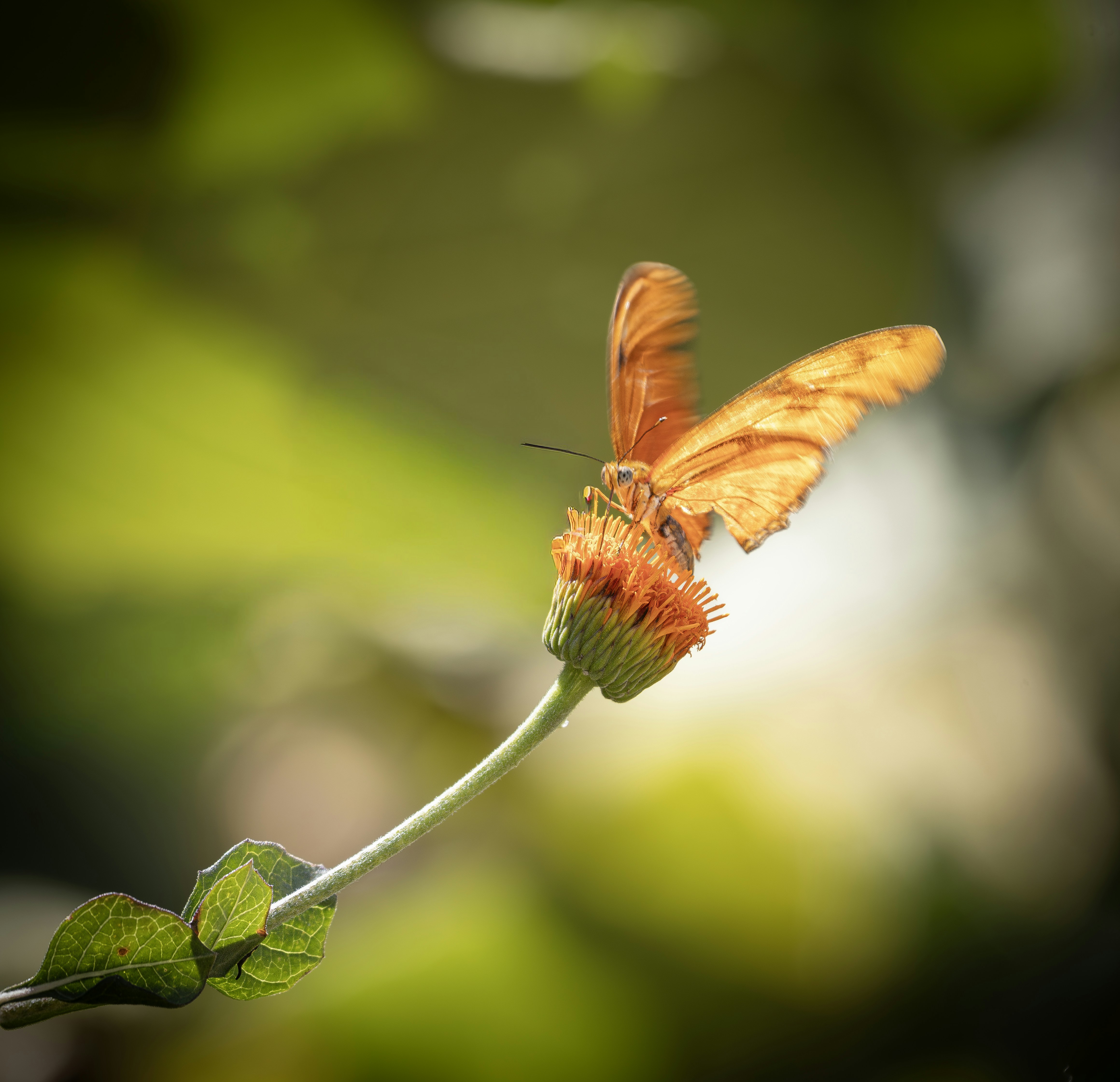 An orange butterfly rests on a flower bud.