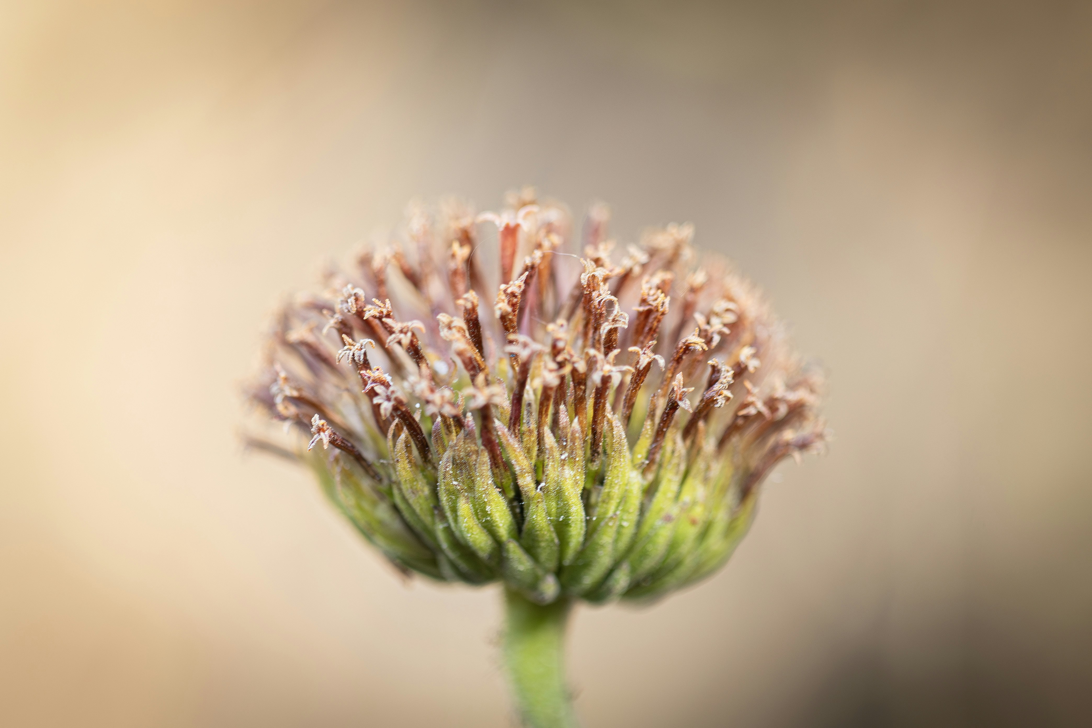 Close-up of a drying flower bud with soft background