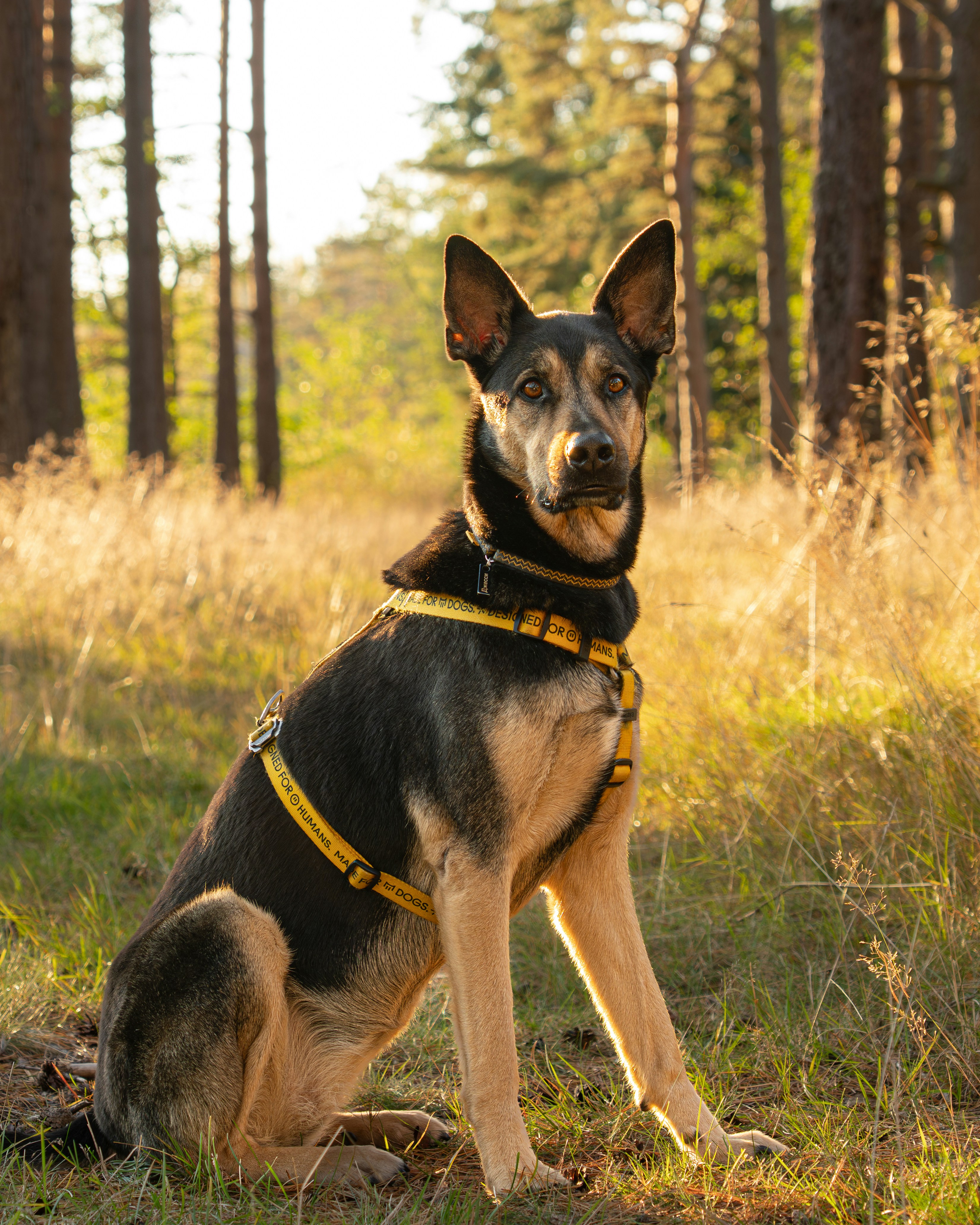 A german shepherd dog sits in a sunlit forest.