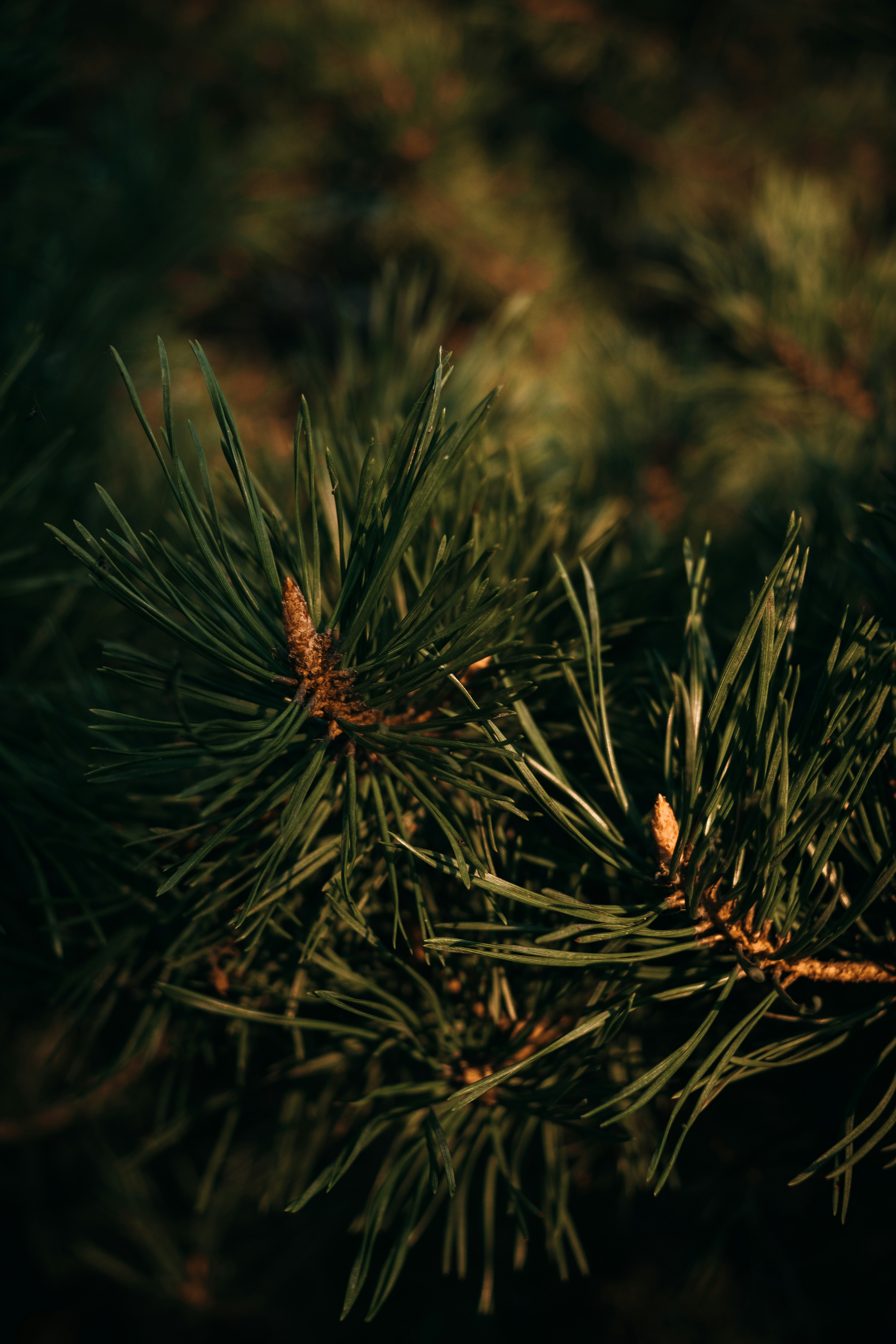 Close-up of green pine needles on a branch