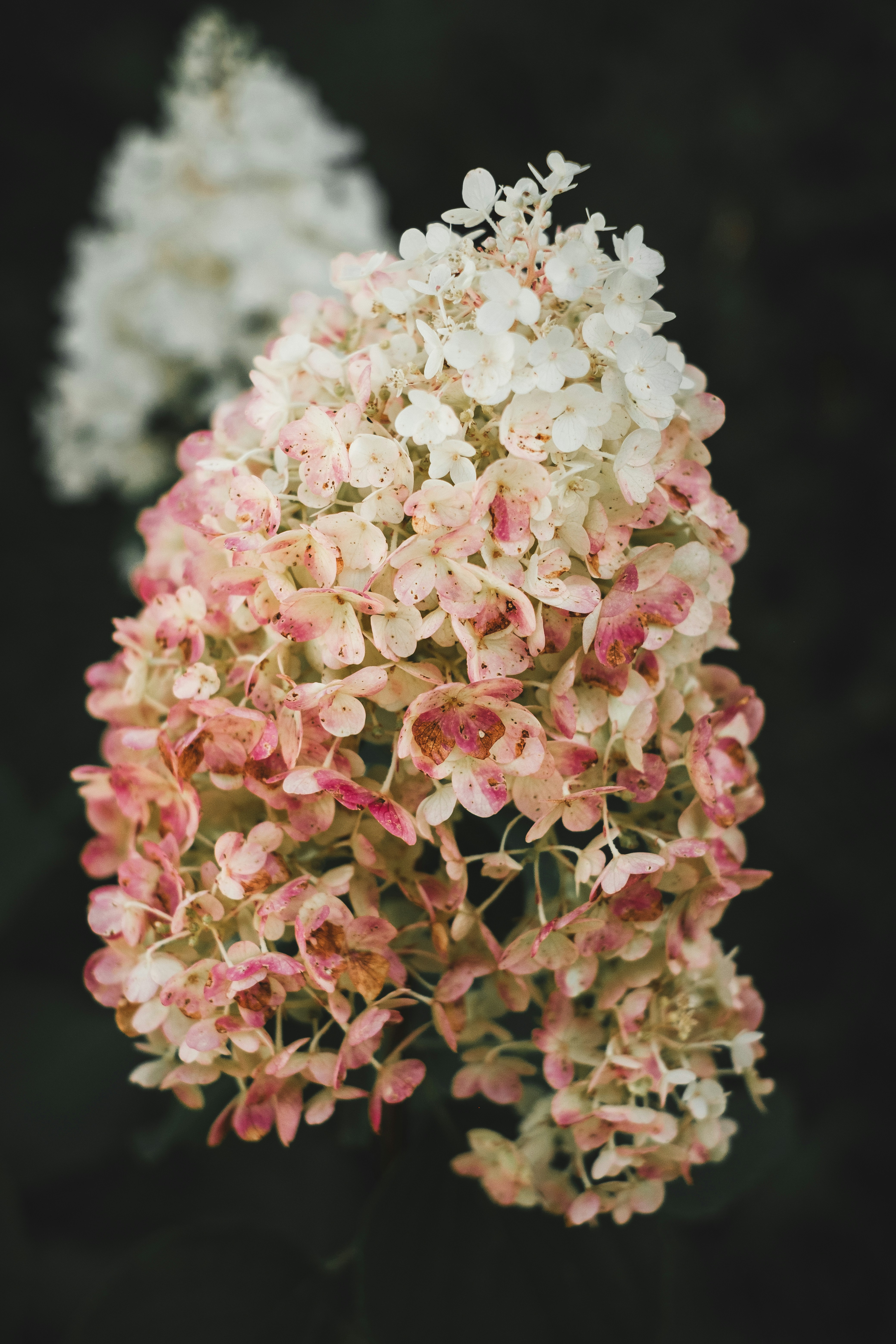 Pink and white hydrangea flowers with dark background