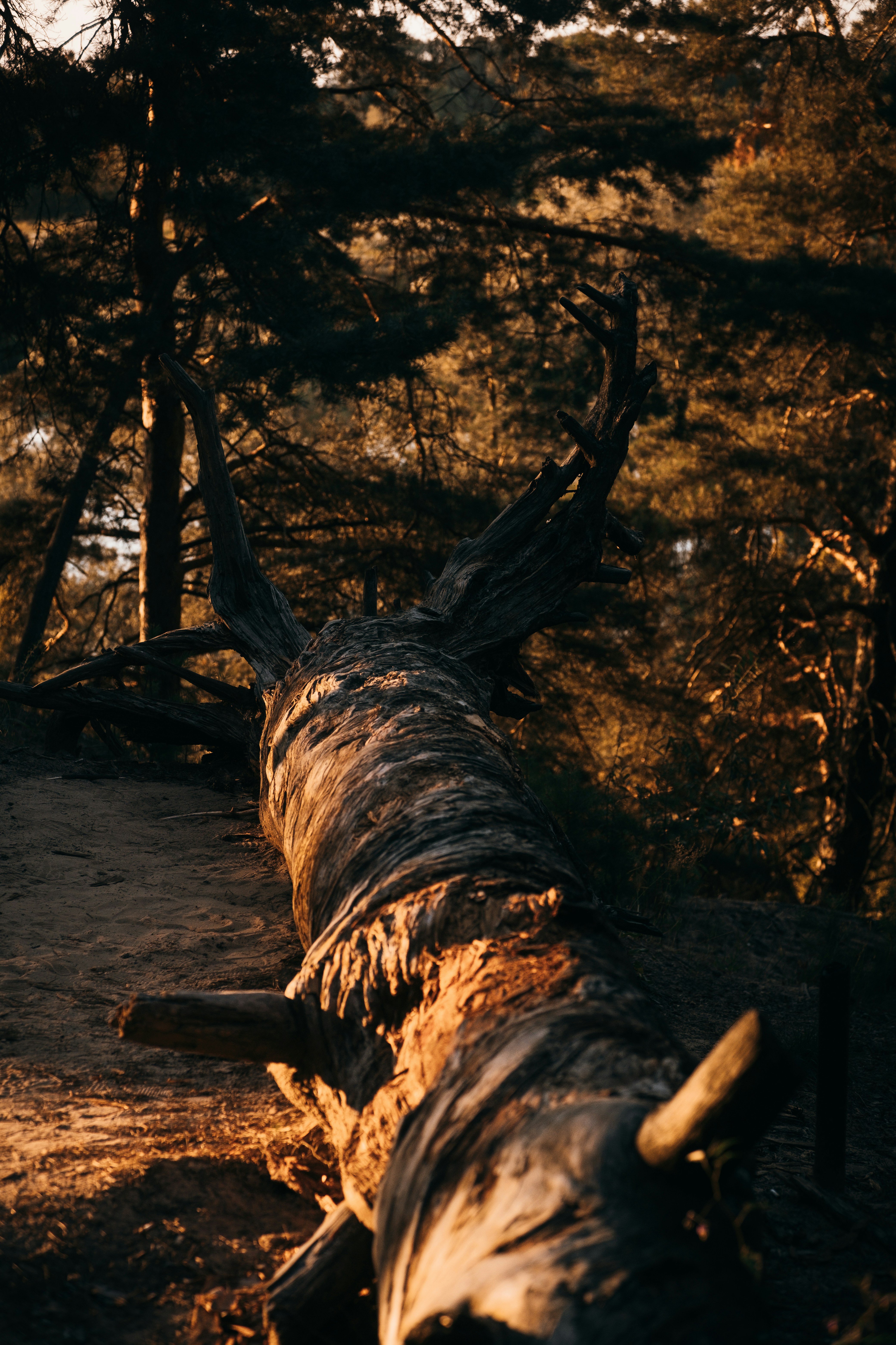 Fallen tree trunk in a sunlit forest.