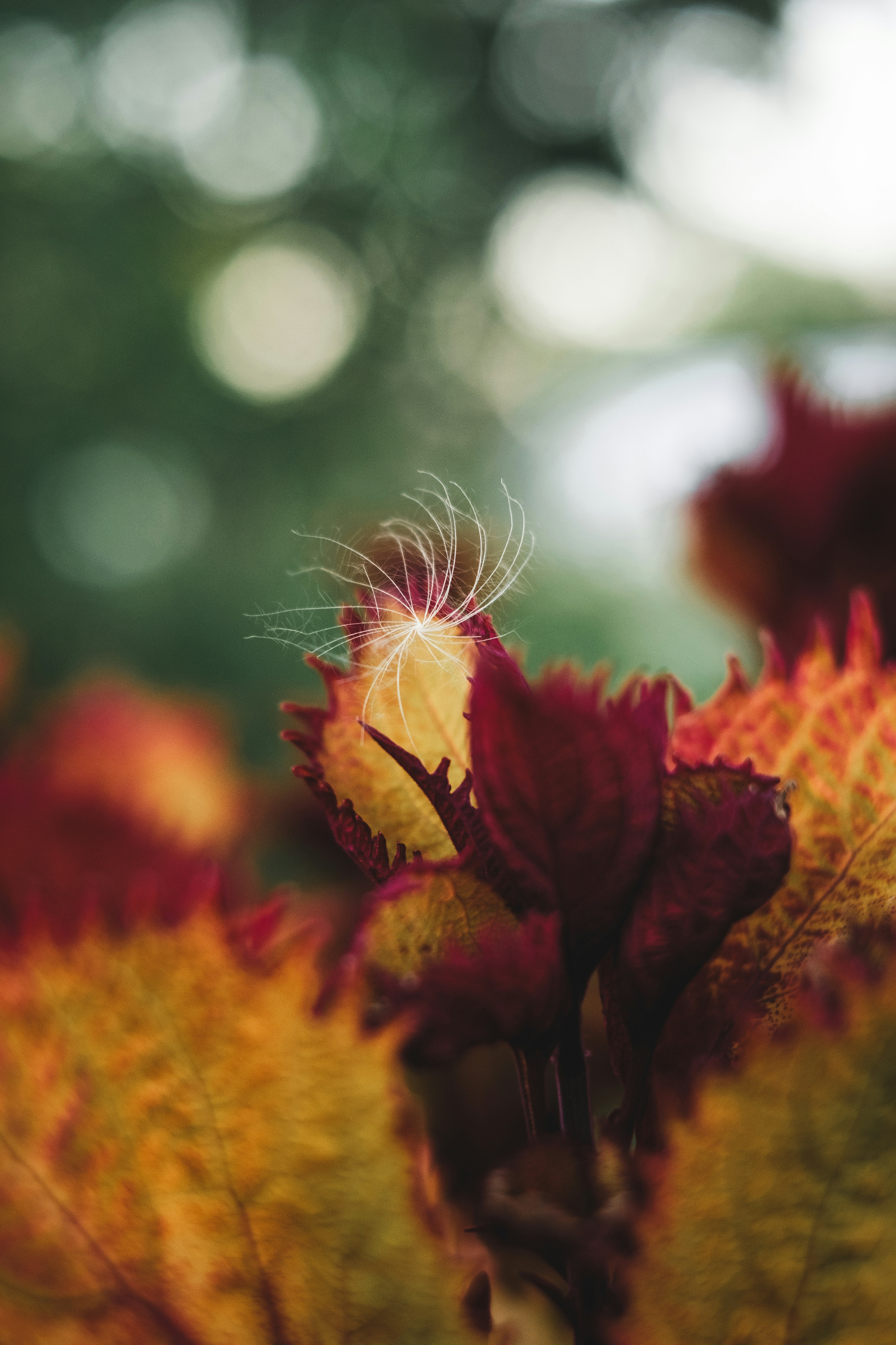 Delicate seed head atop autumn foliage