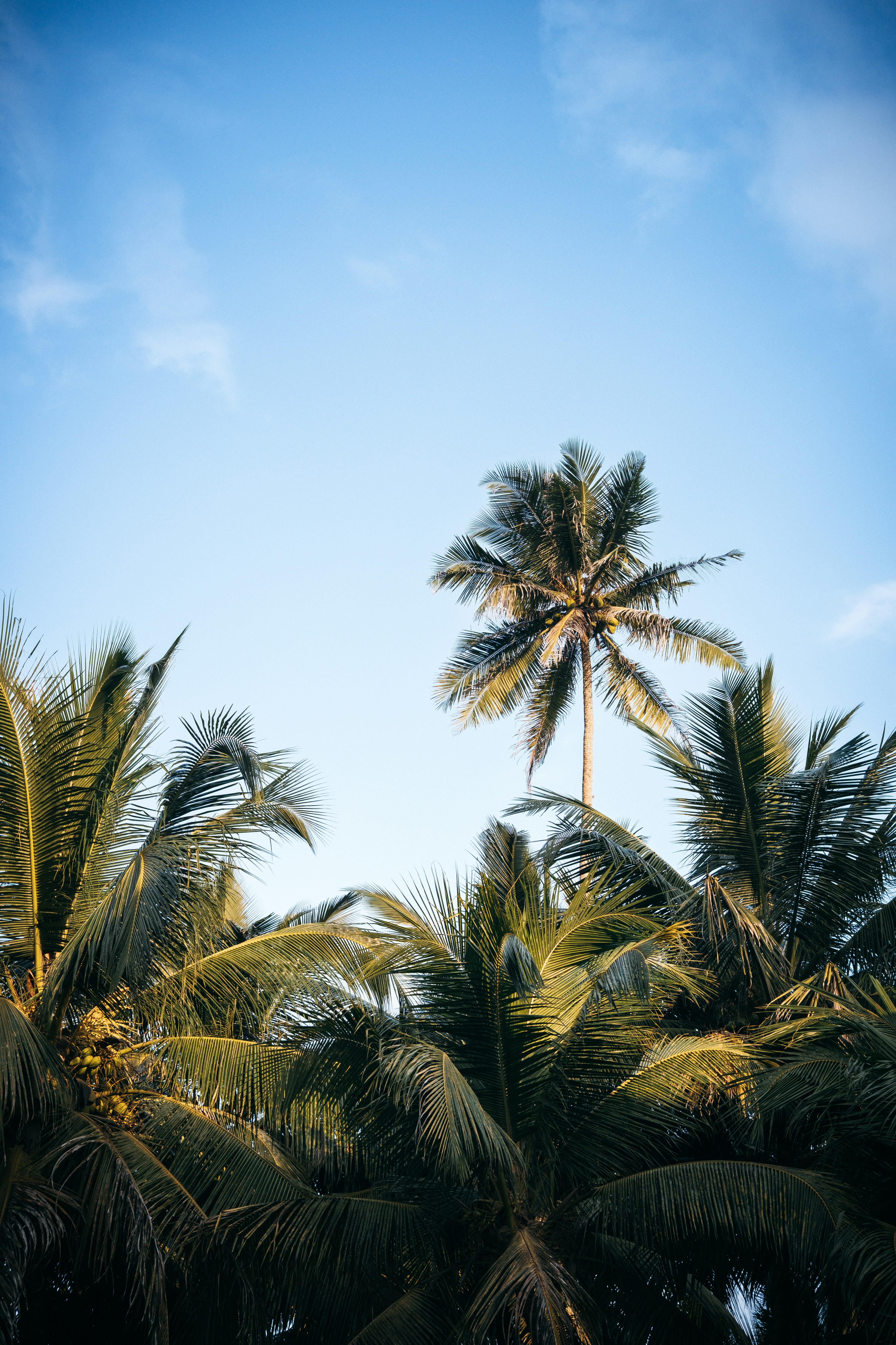 Tall palm trees against a clear blue sky