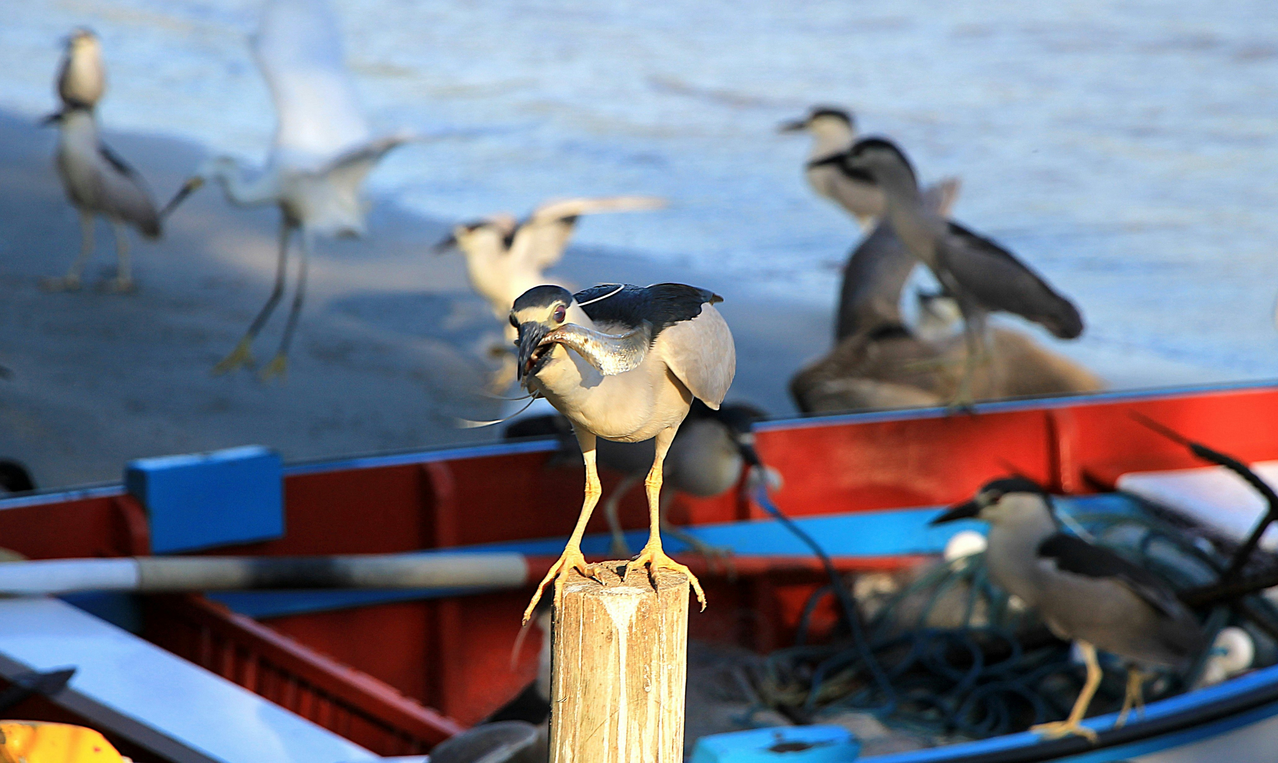 Vários pássaros pousaram em um poste de madeira perto de um barco