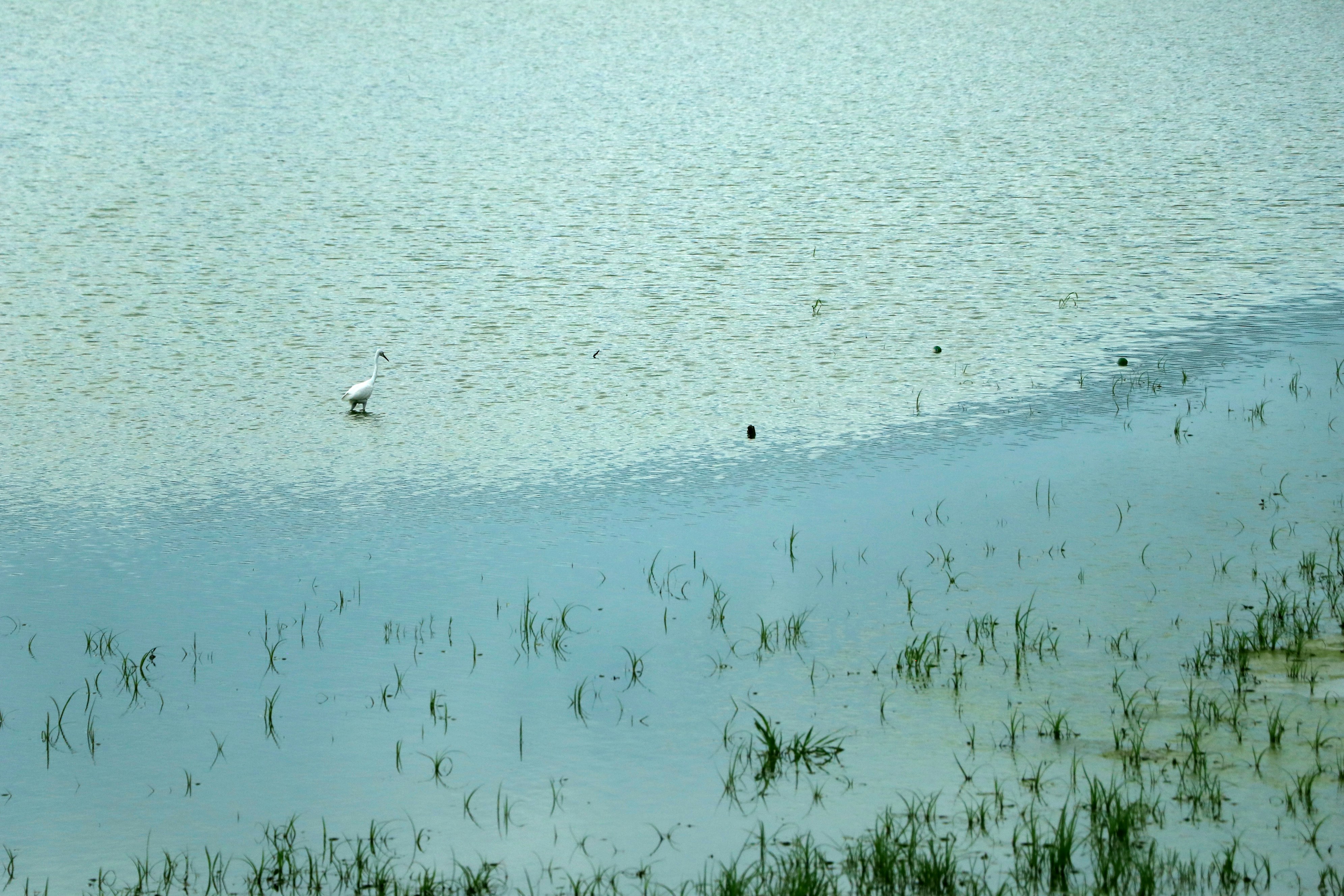 A white egret stands in shallow water near reeds.