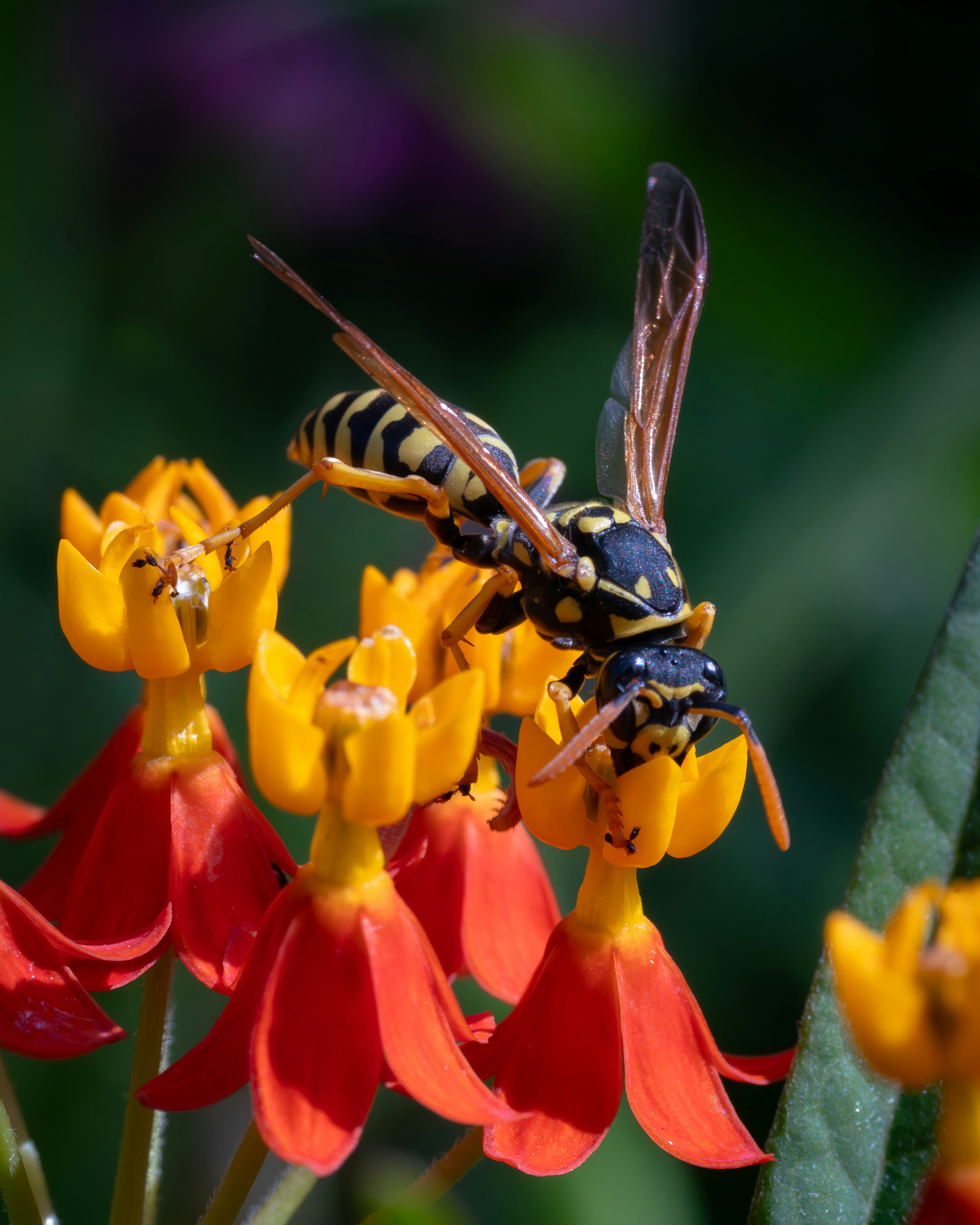 Photo by carolgauthier