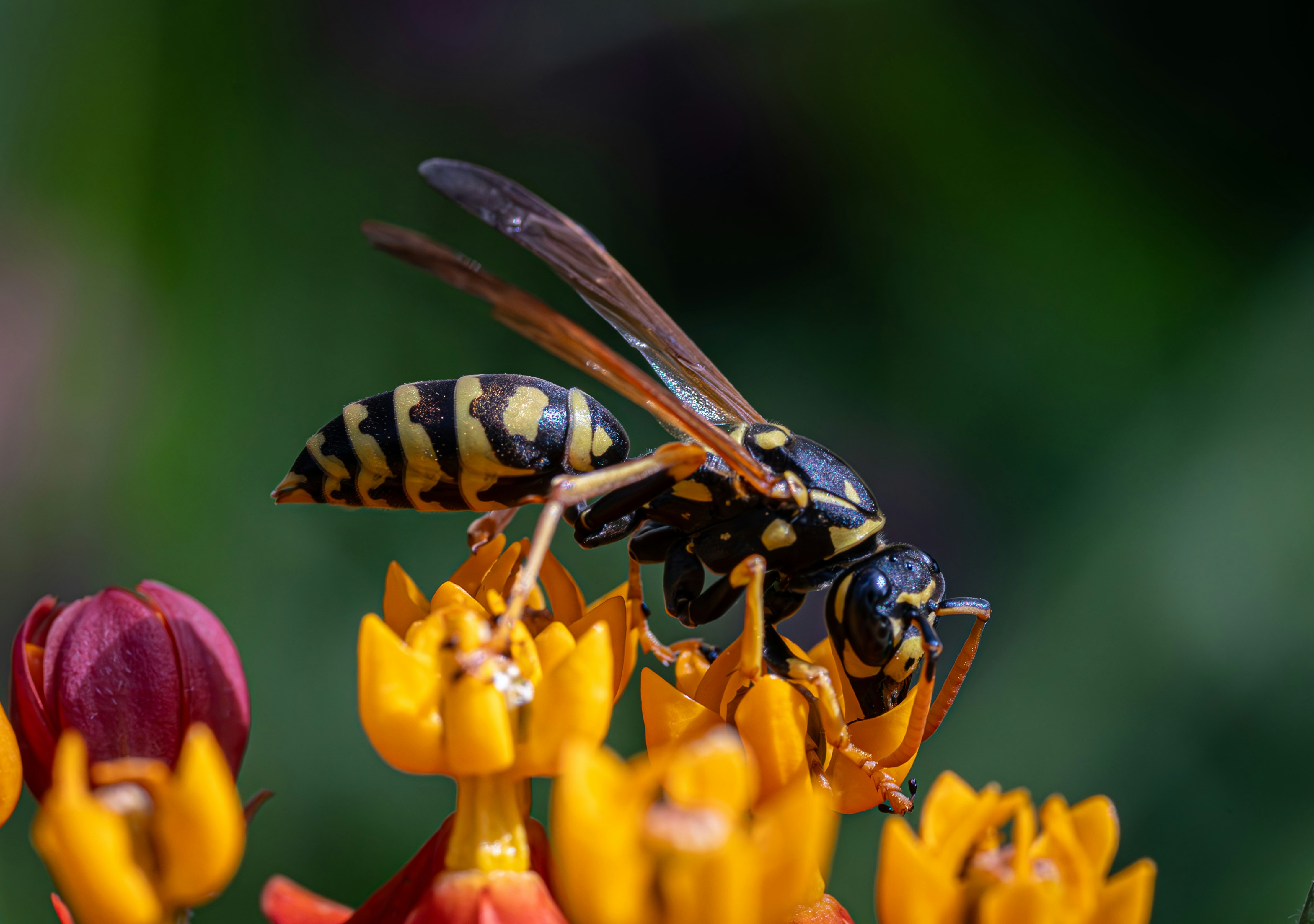 Photo by carolgauthier