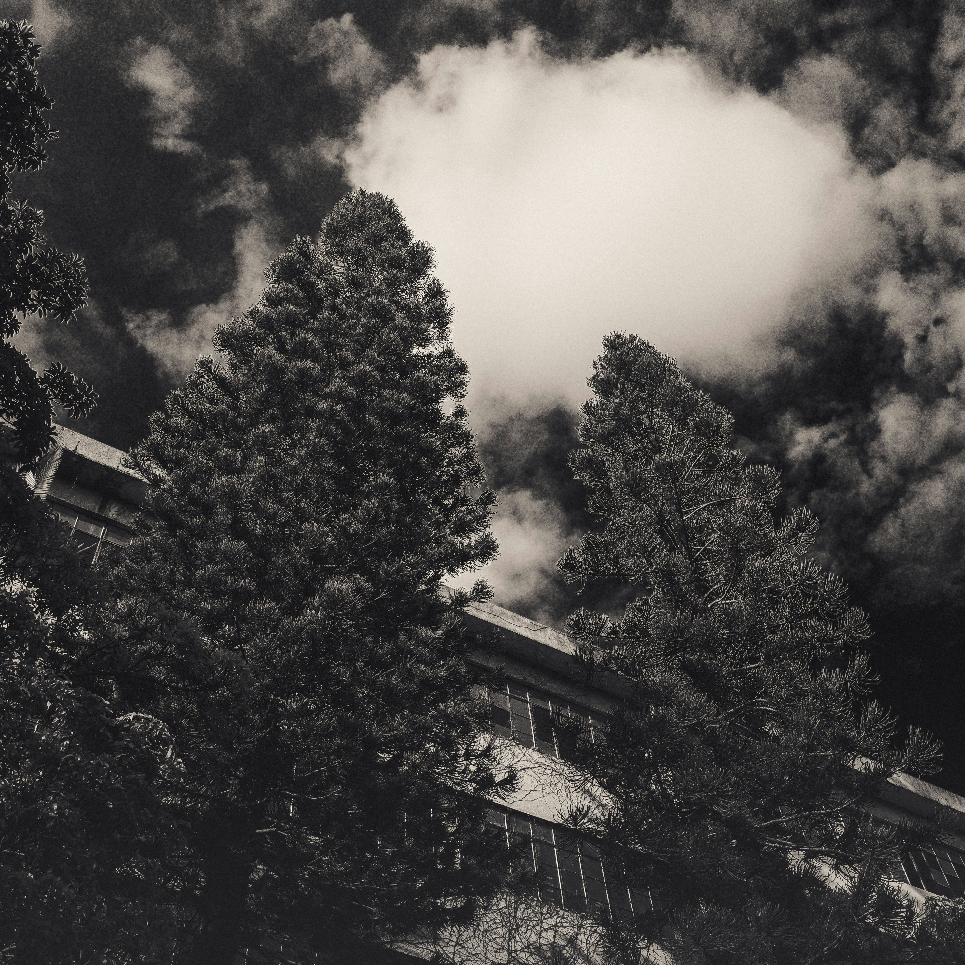 De grands pins contre un ciel nuageux spectaculaire.