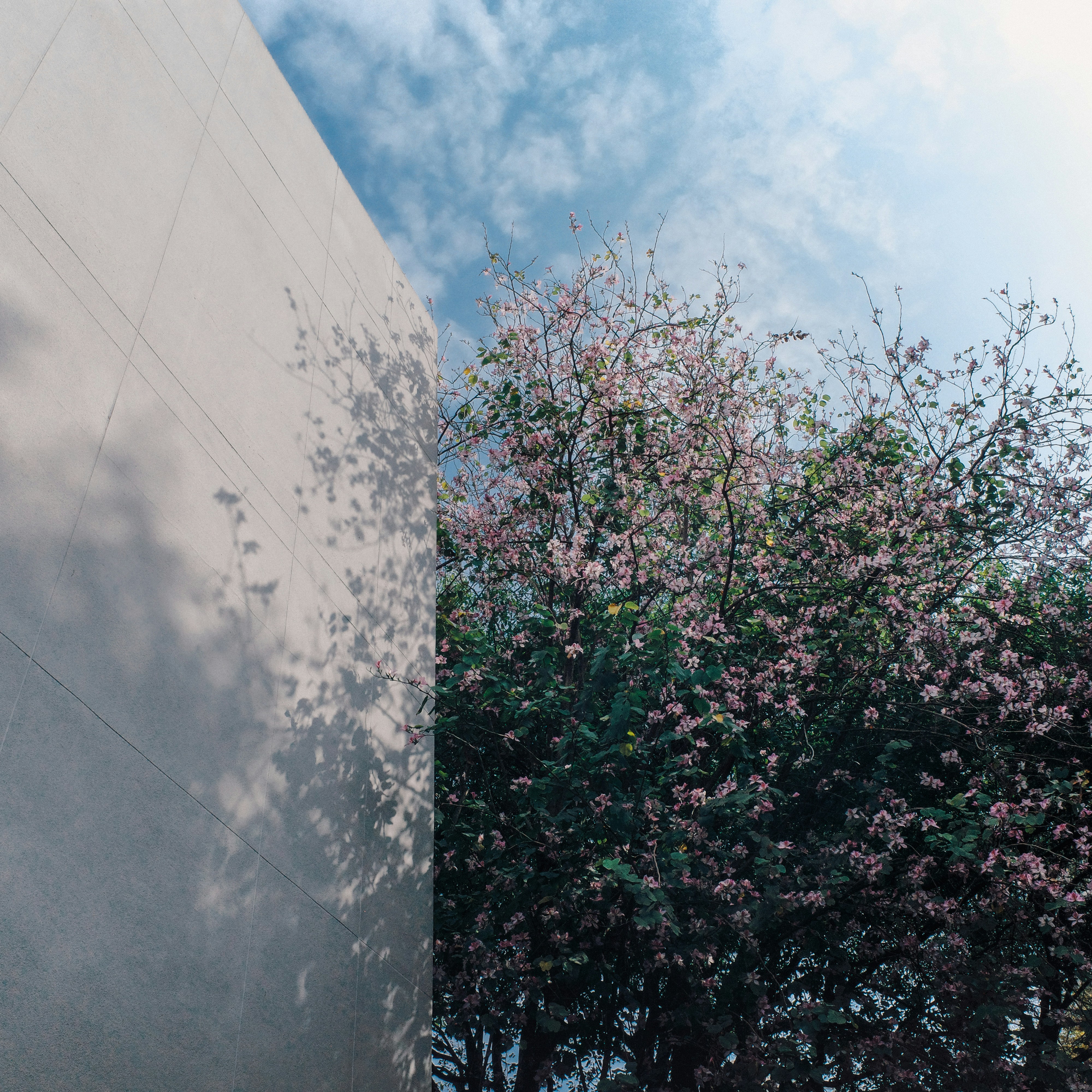 Un mur pâle projette une ombre sur des fleurs roses en pleine floraison.