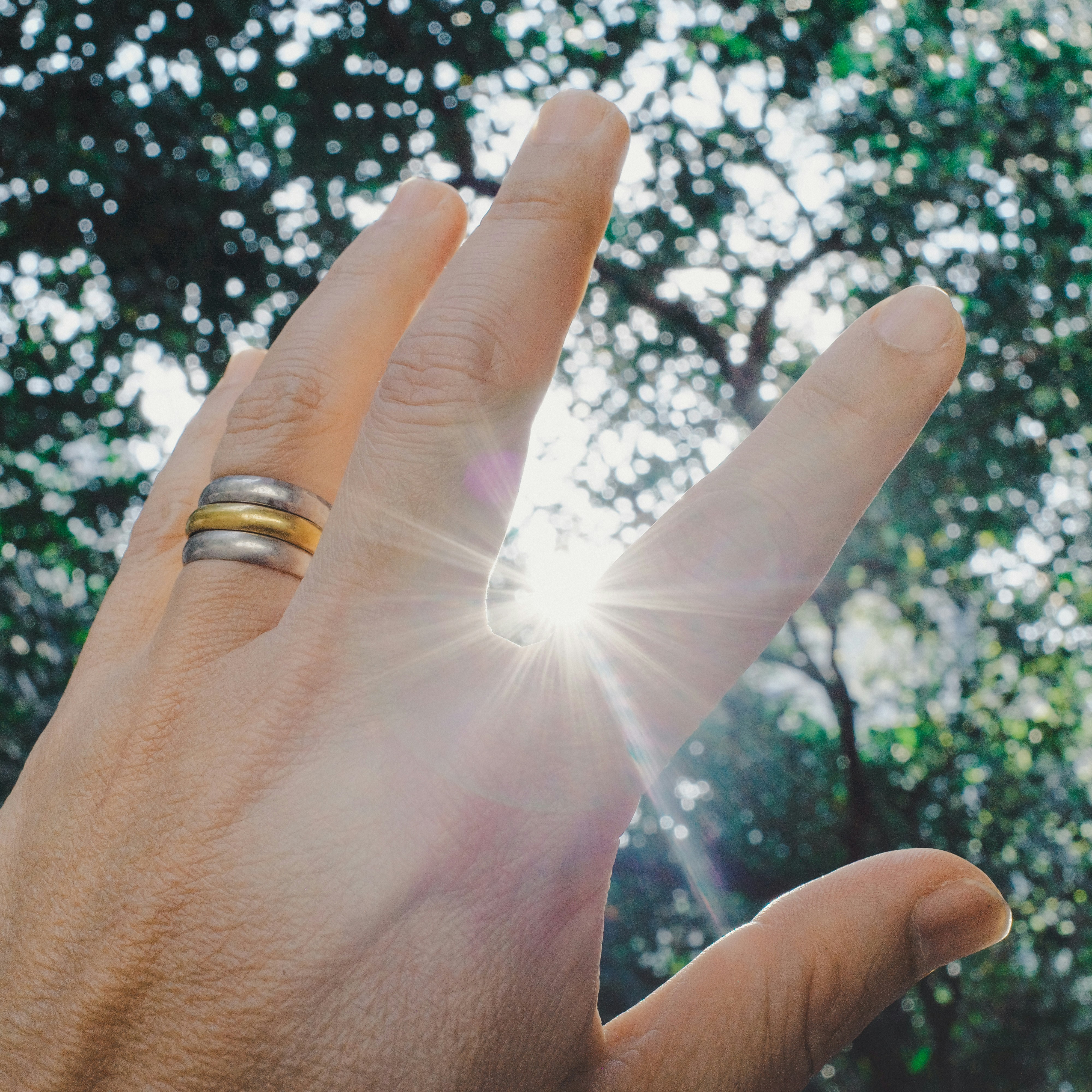 La lumière du soleil traverse les doigts avec des arbres en arrière-plan.